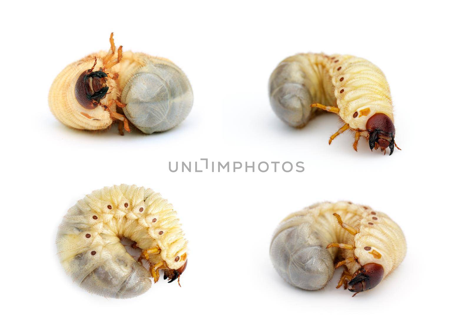 Group of of grub worms, Coconut rhinoceros beetle (Oryctes rhinoceros), Larva on white background. Bugs. Animals.