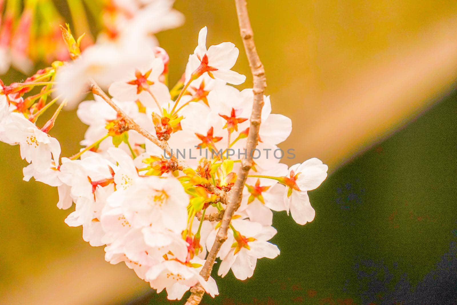 Meguro River cherry blossoms. Shooting Location: Tokyo metropolitan area