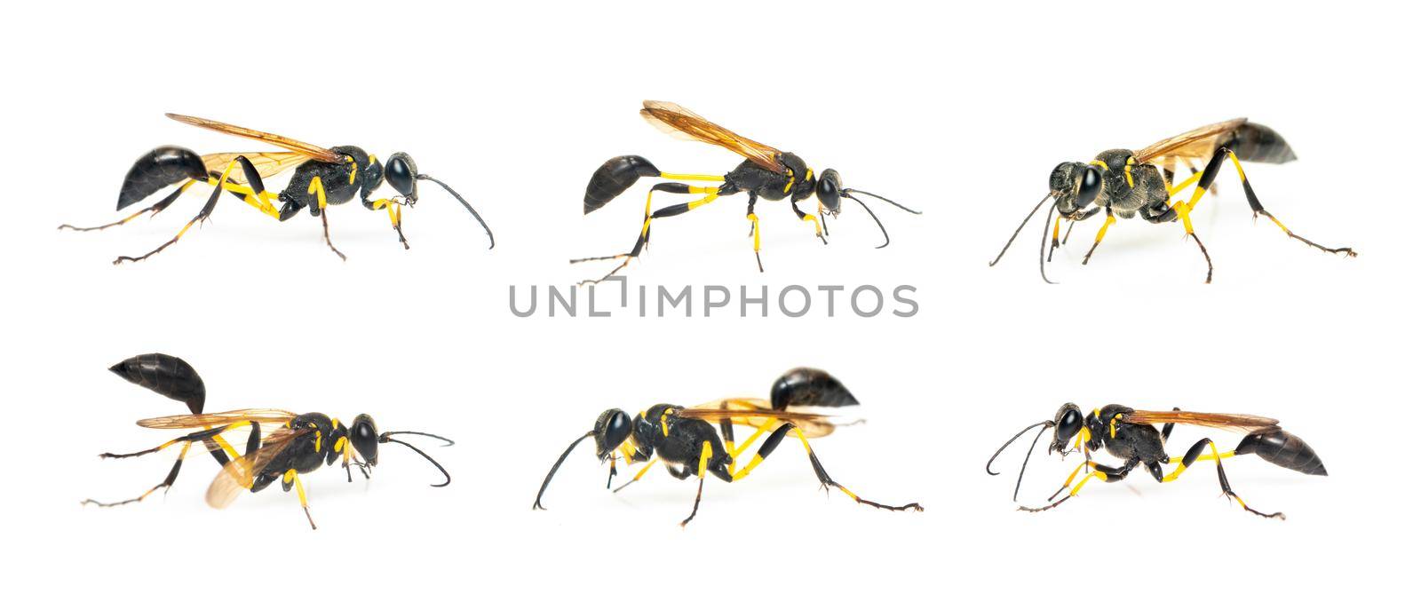 Group of mud dauber wasp(Sphecidae) isolated on white background. Insect. Animal.