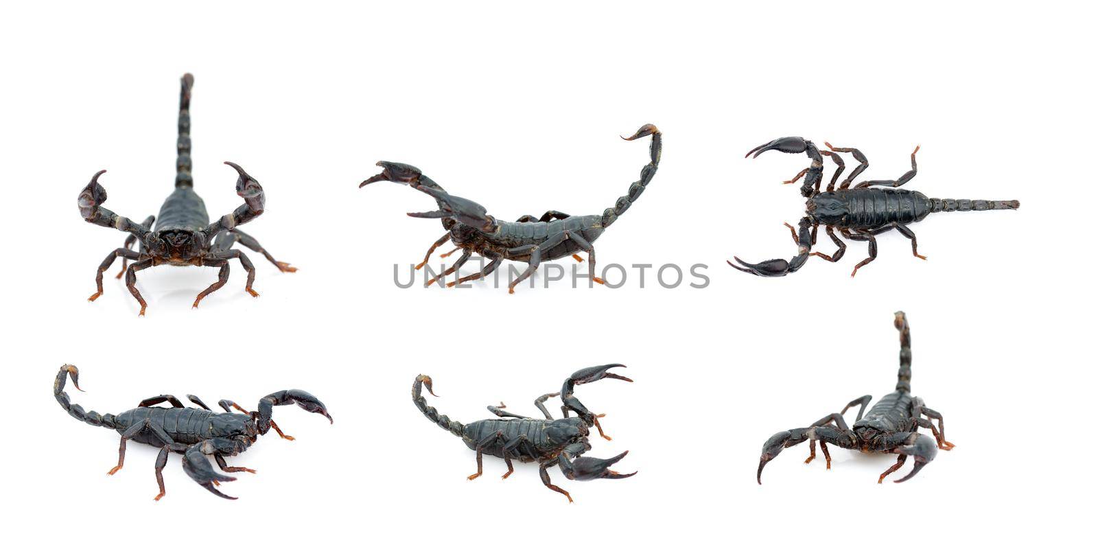 Group of emperor scorpion (Pandinus imperator) isolated on a white background. Insect. Animal. by yod67