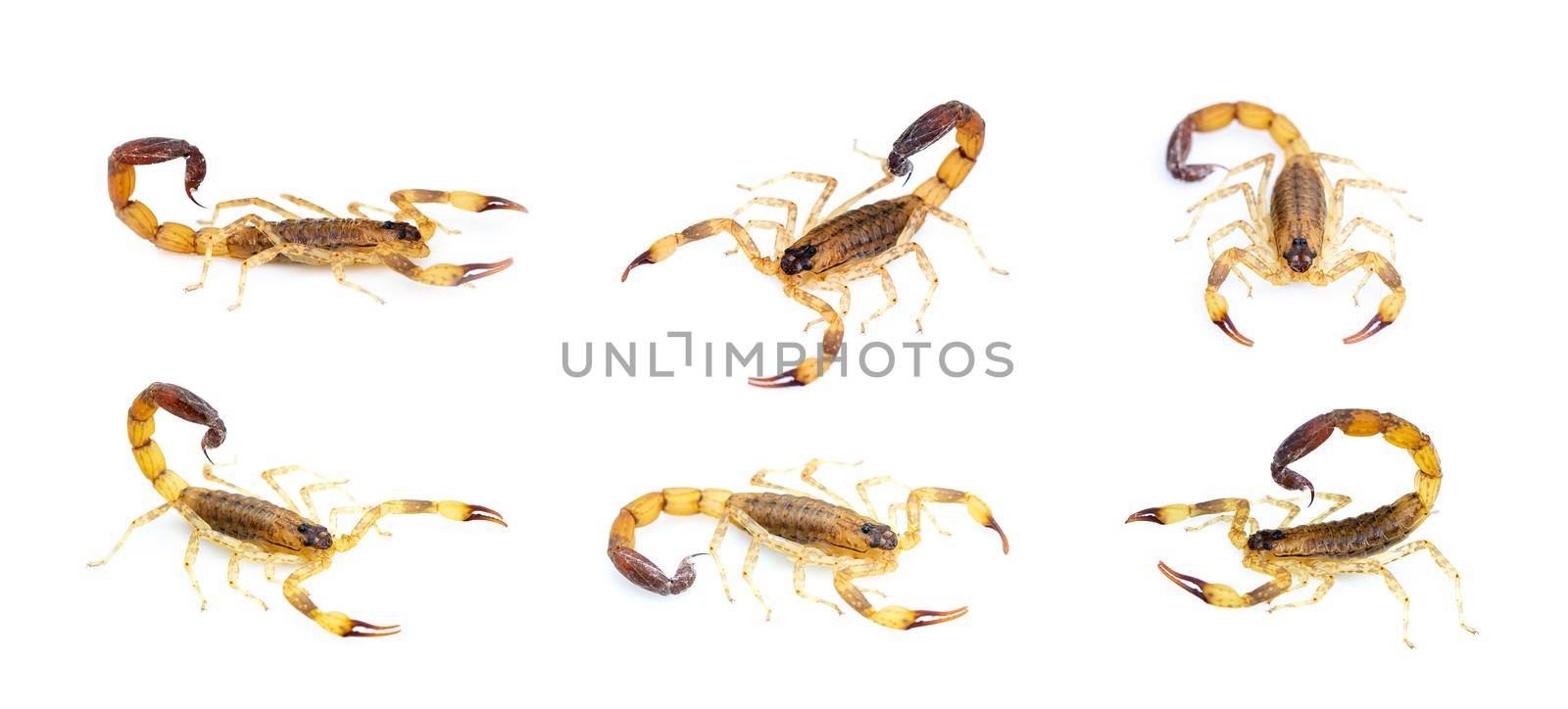 Group of brown scorpion isolated on white background. Insect. Animal. by yod67