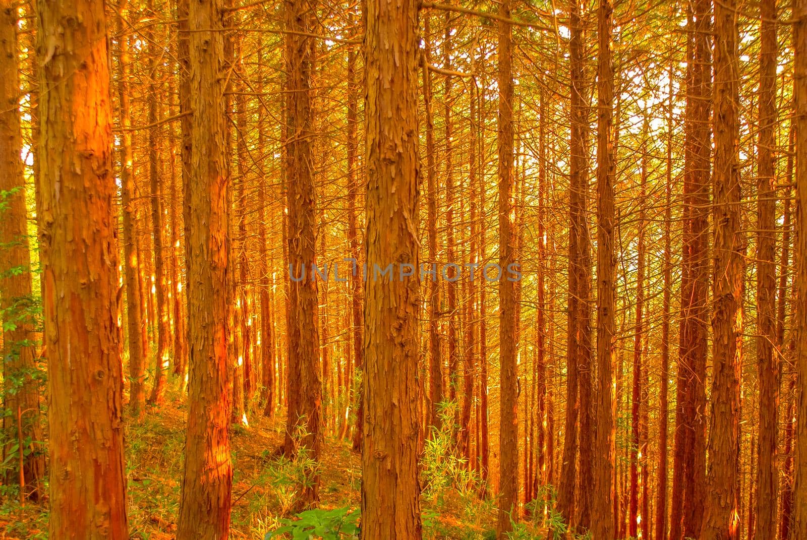 Image of autumn leaves of Takao Mountain. Shooting Location: Tokyo metropolitan area