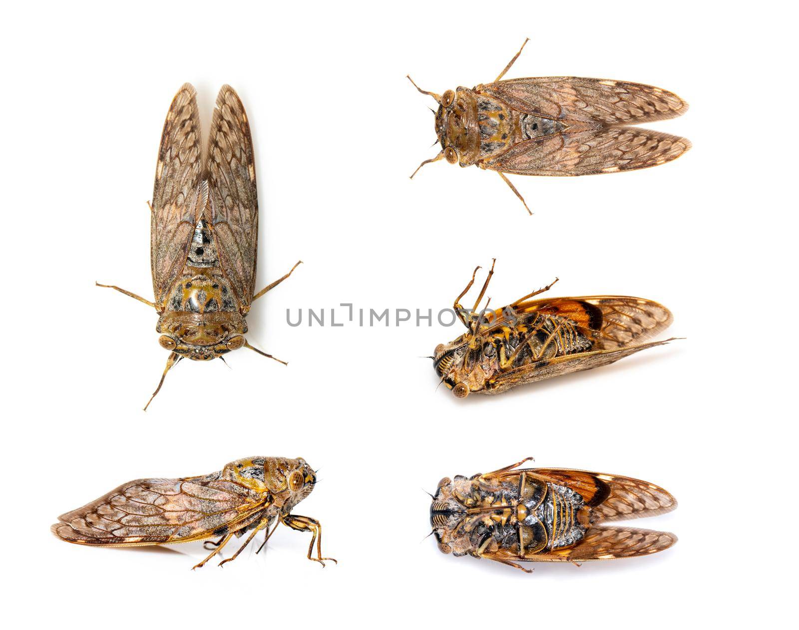 Group of large brown cicada insect isolated on white background. Insects, Animals, Bug.
Group of large brown cicada insect isolated on white background. Insects, Animals, Bug. by yod67