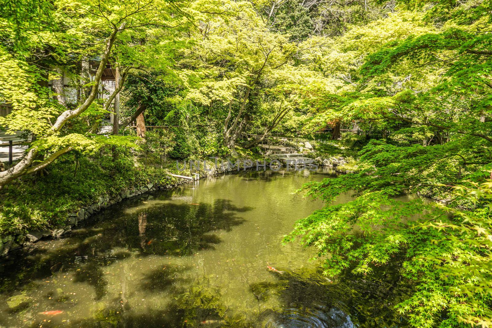Yanagihara Kaike early summer. Shooting Location: Kamakura City, Kanagawa Prefecture