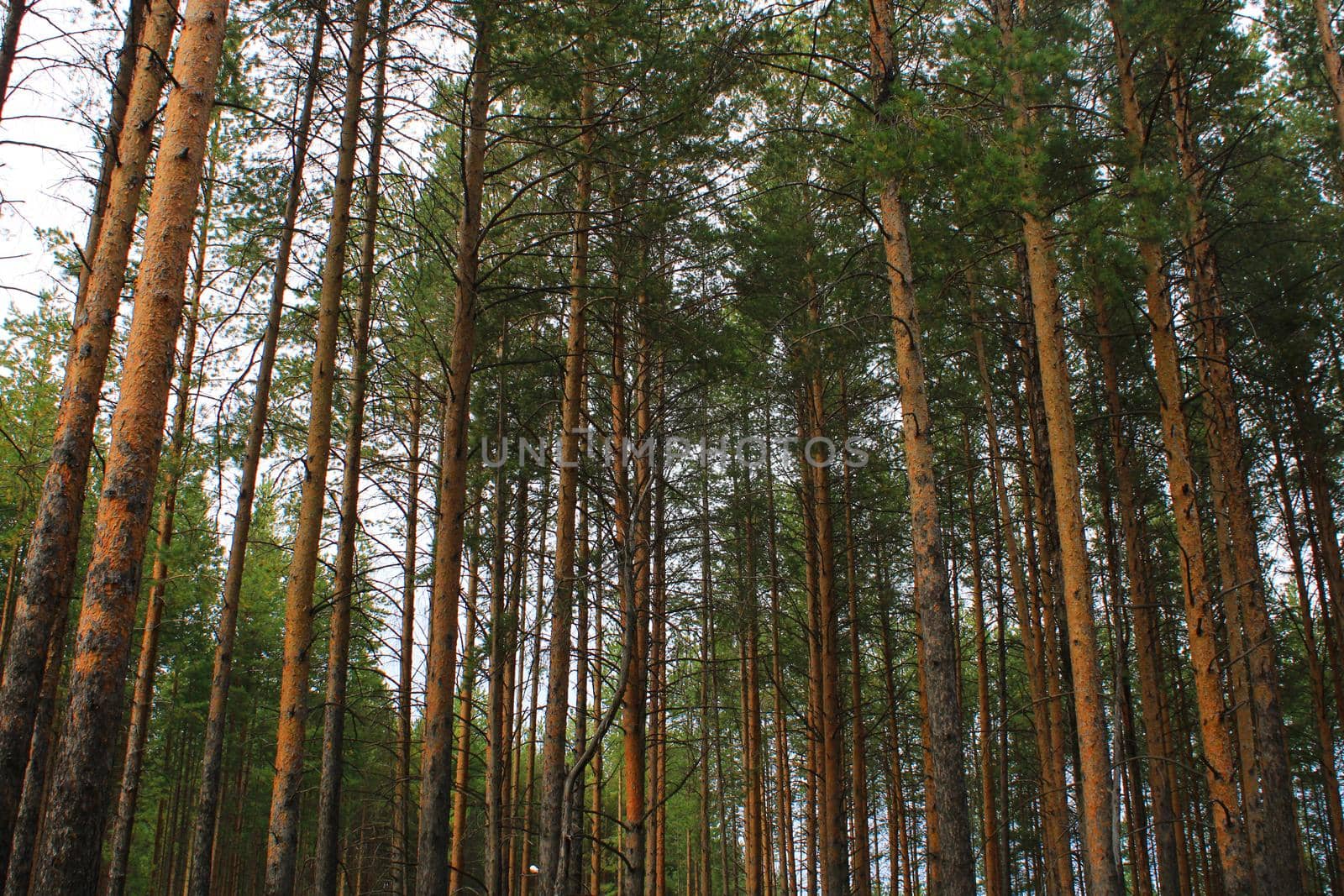 Large coniferous trees in the forest. Beauty of nature. Forest background.