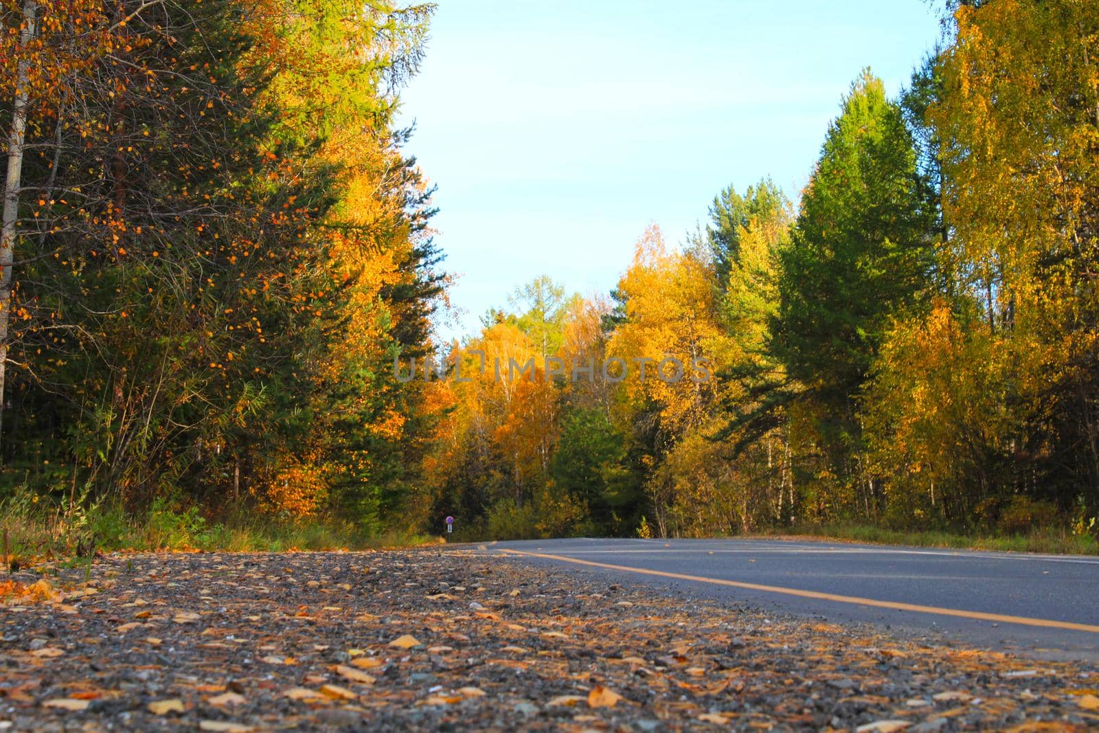 Empty road among the trees. Colorful autumn landscape. Autumn background.