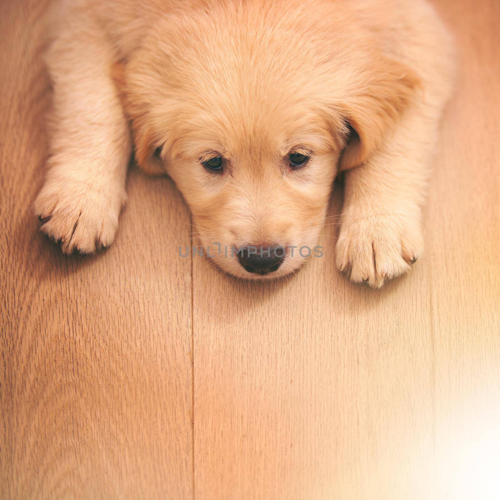 I haz a sad. an adorable golden retriever puppy lying on a wooden floor. by YuriArcurs