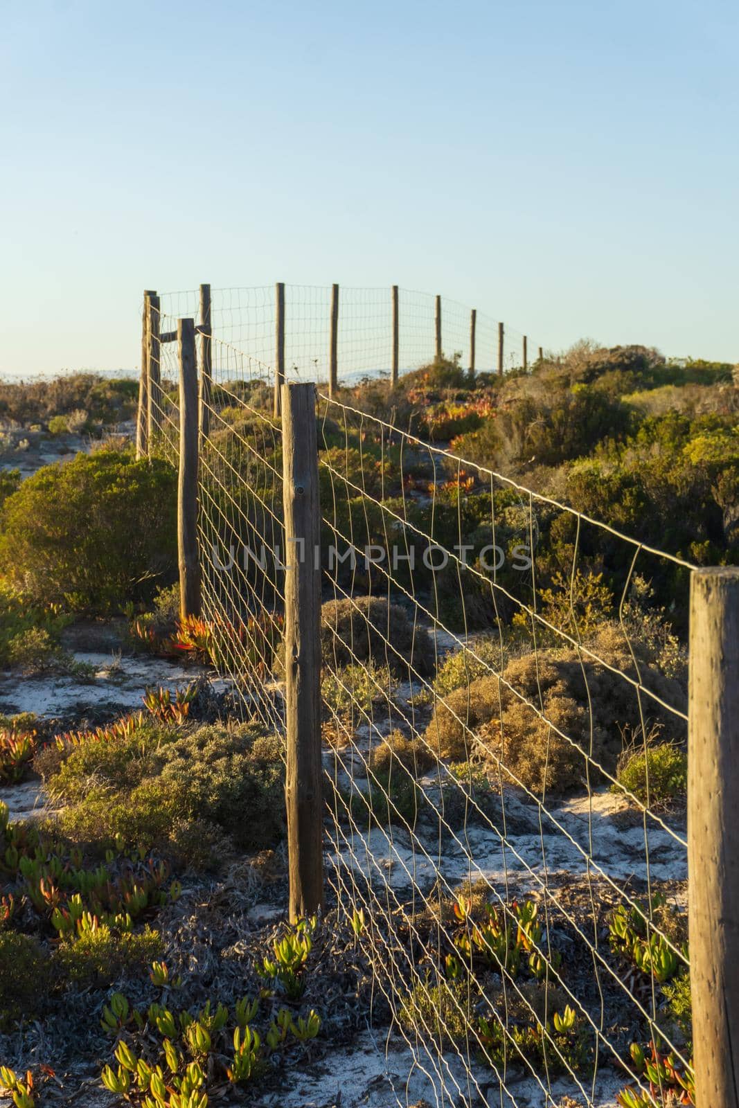 Sandy trail among thickets of succulents along a metal fence near Praia da Fonte do Cortico. Evening landscape