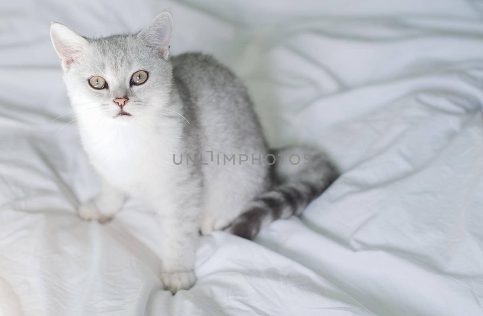 small kitten Scottish straight white with gray stripes is washed in a white bed in the early morning, copy space. High quality photo