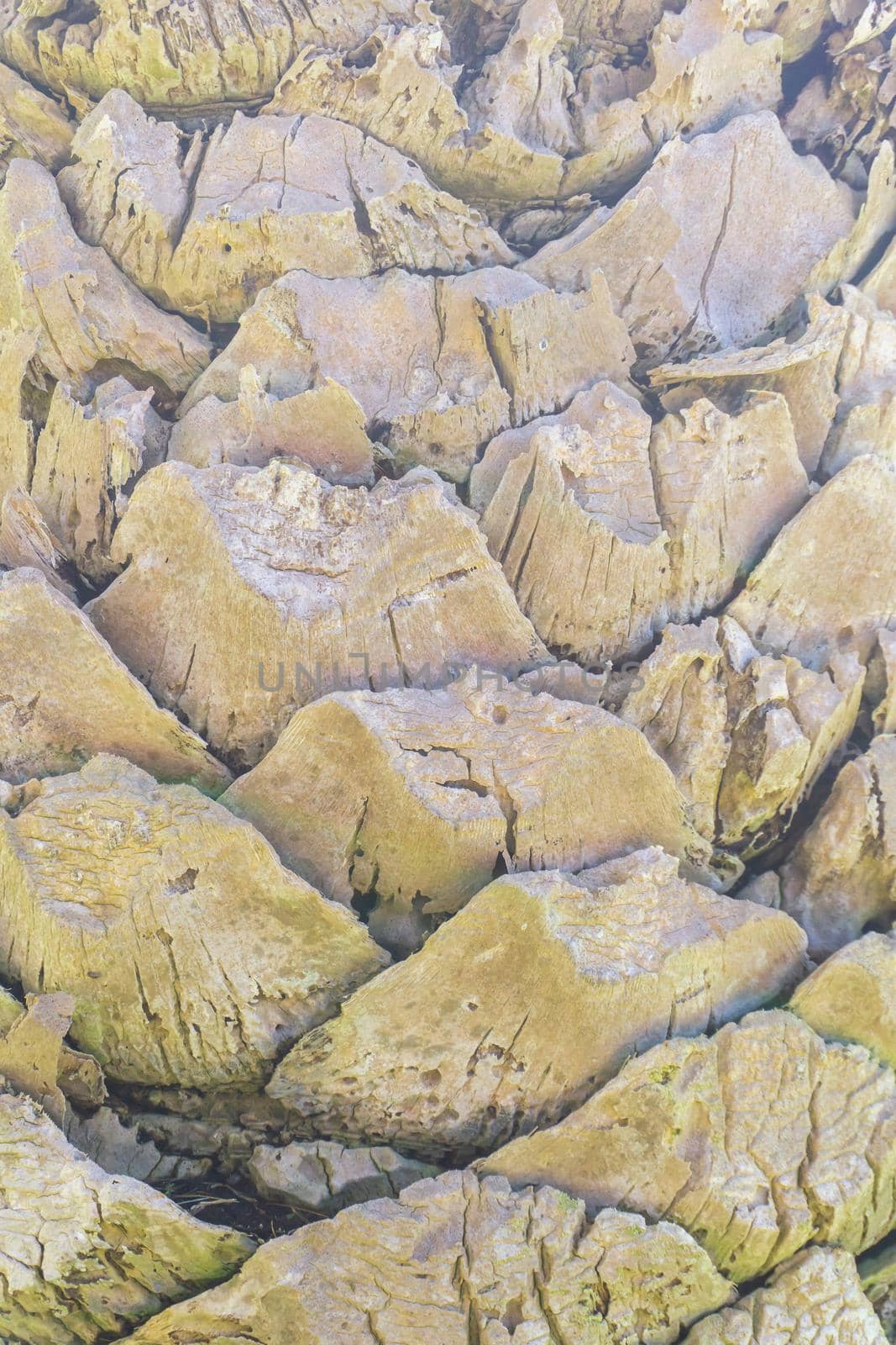 The gray trunk of an old palm tree eaten by beetles. Natural background