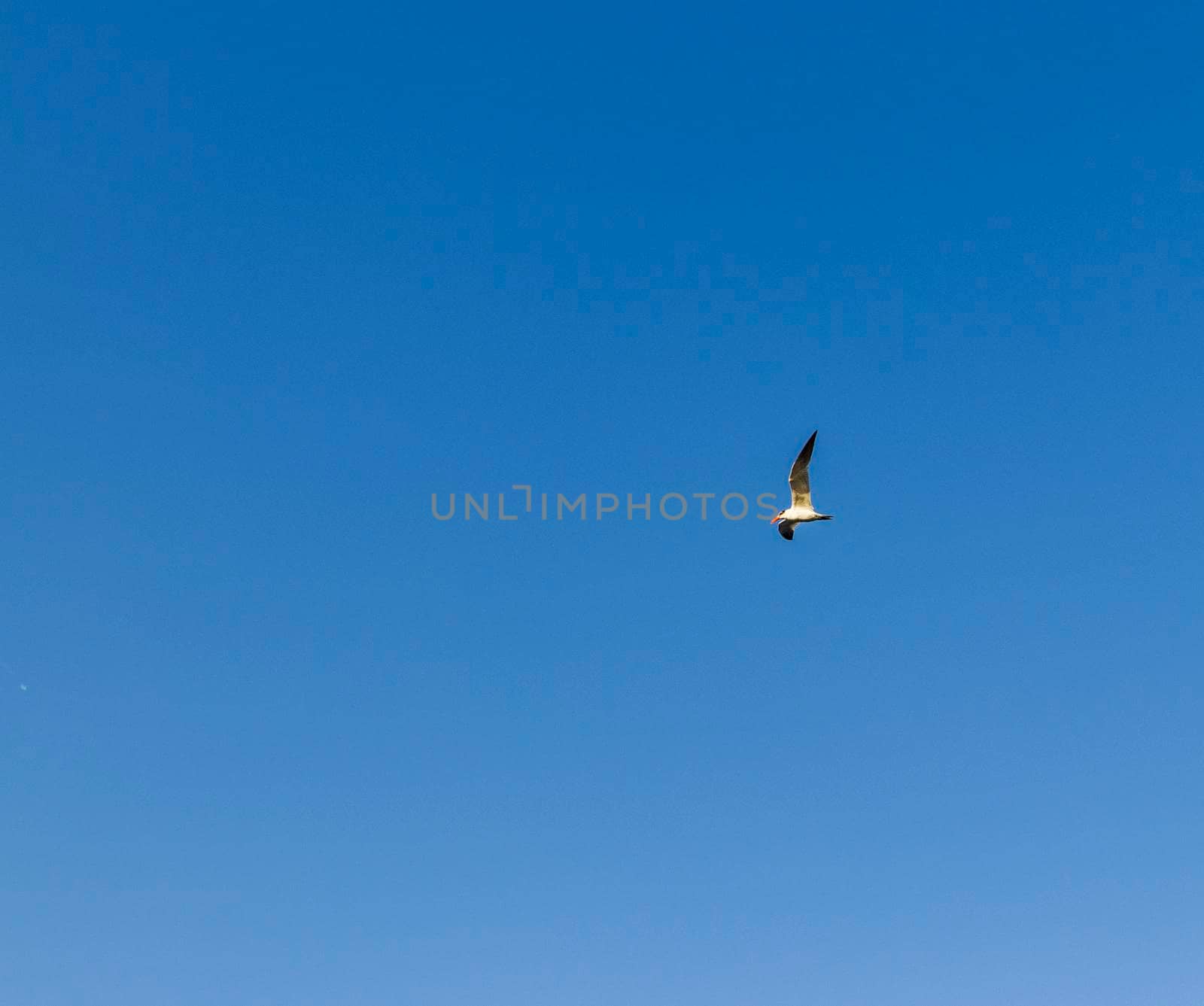 Shot of a seagull flying in the blue sky.