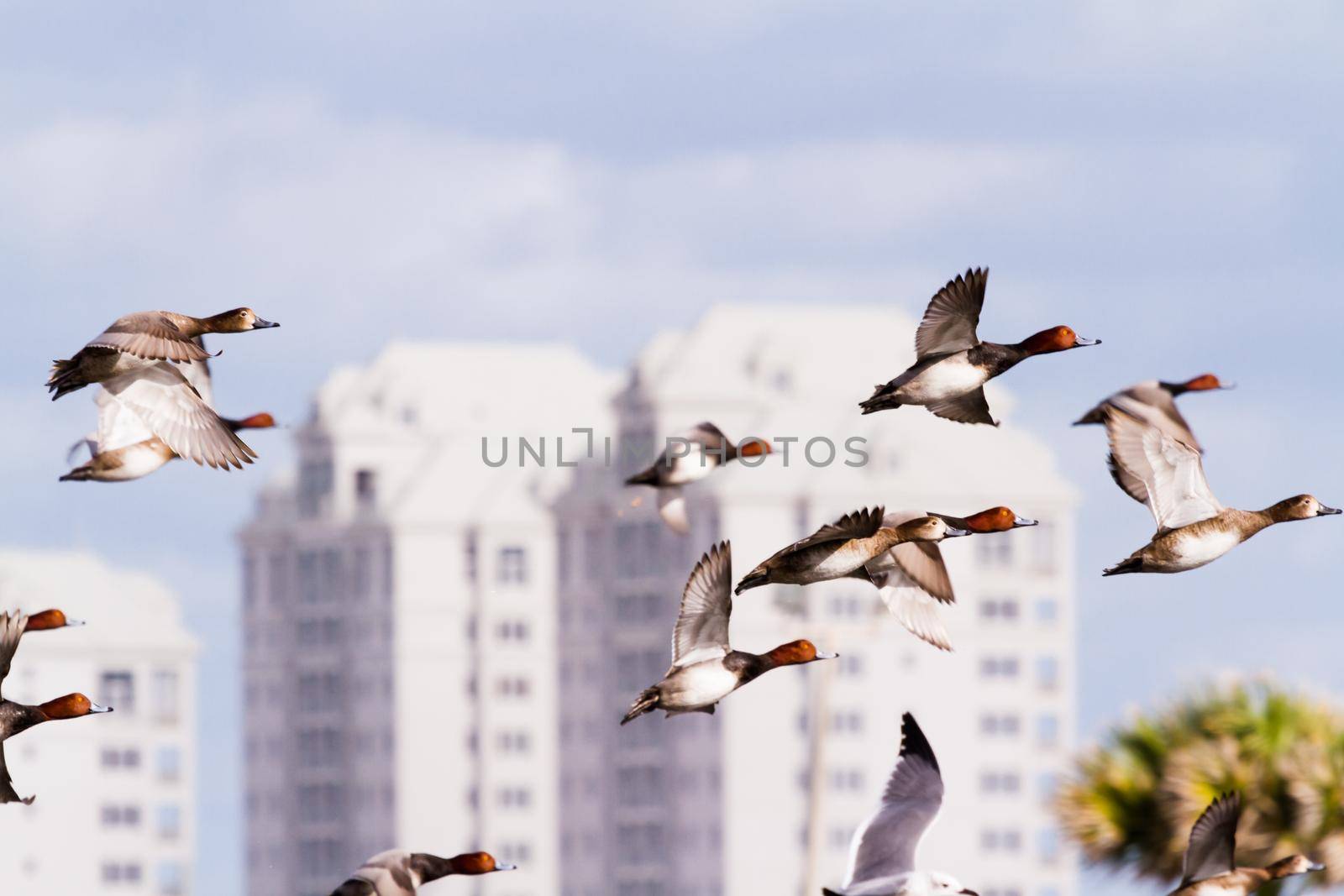Redhead ducks in natural habitat on South Padre Island, TX.