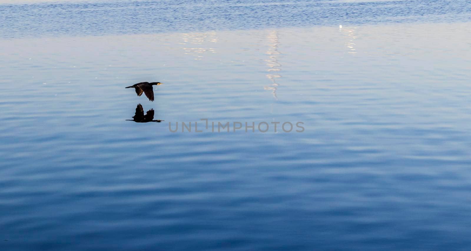 Shot of a black bird flying over the water surface.