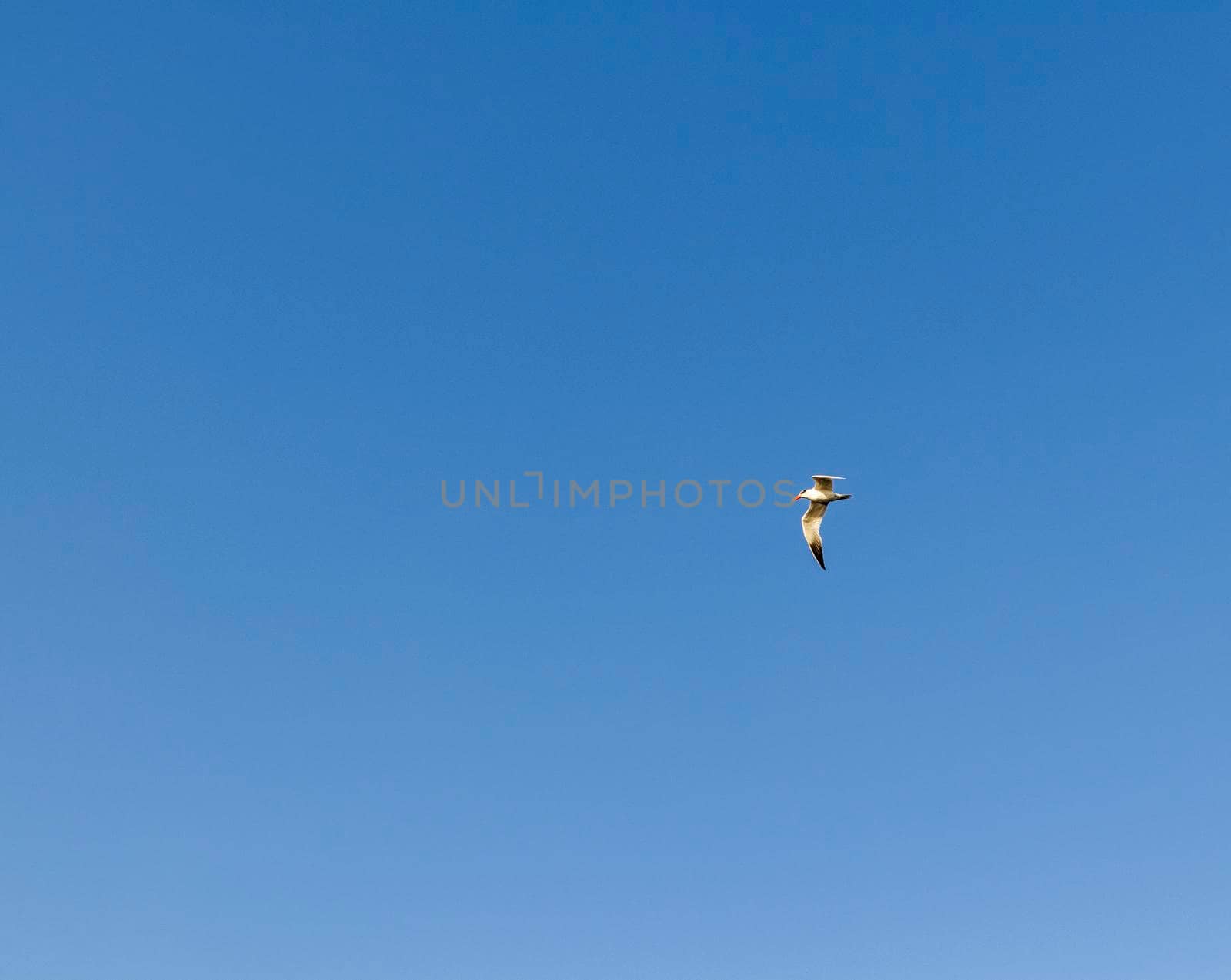 Shot of a seagull flying in the blue sky.