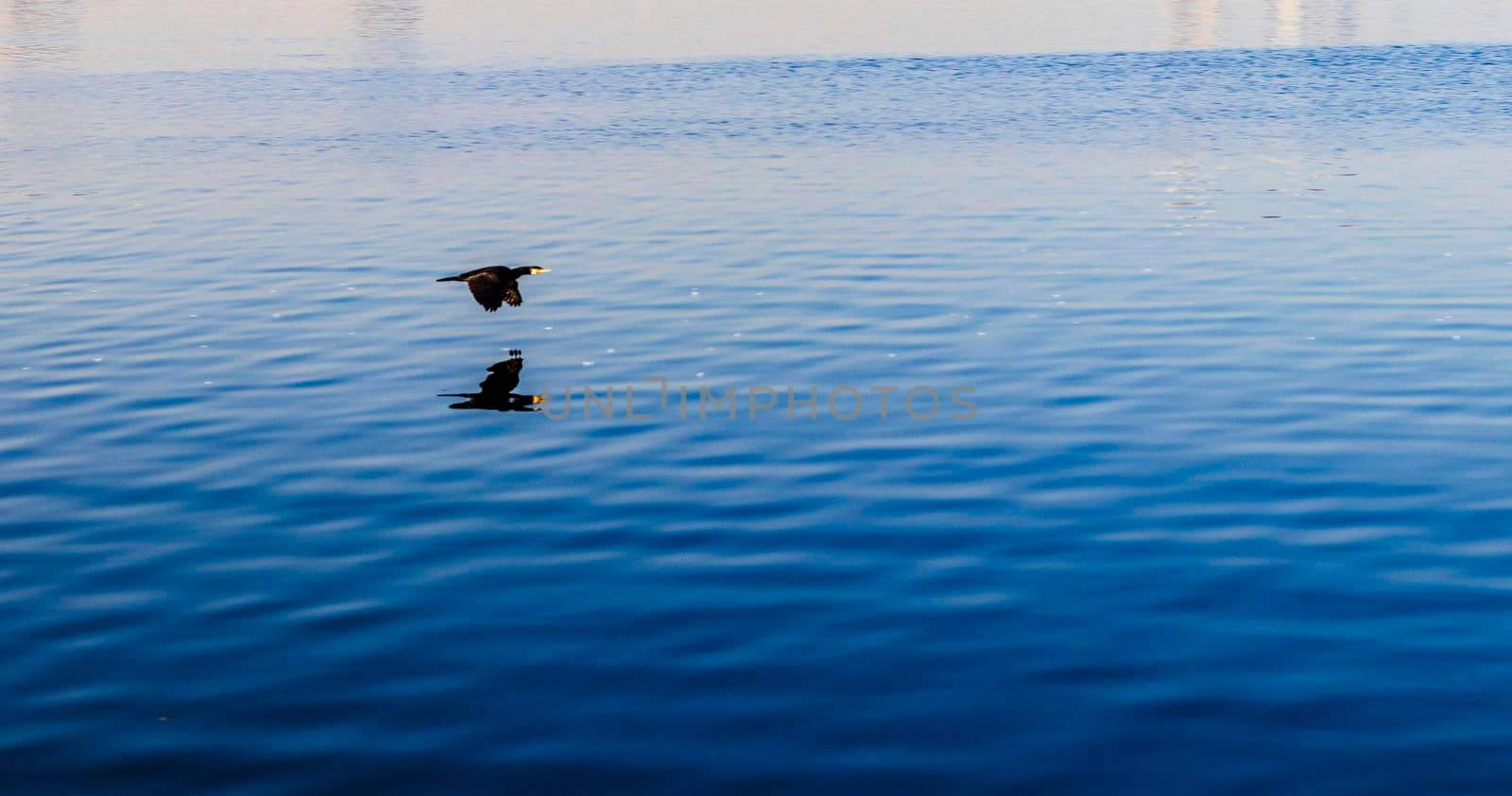 Shot of a black bird flying over the water surface.