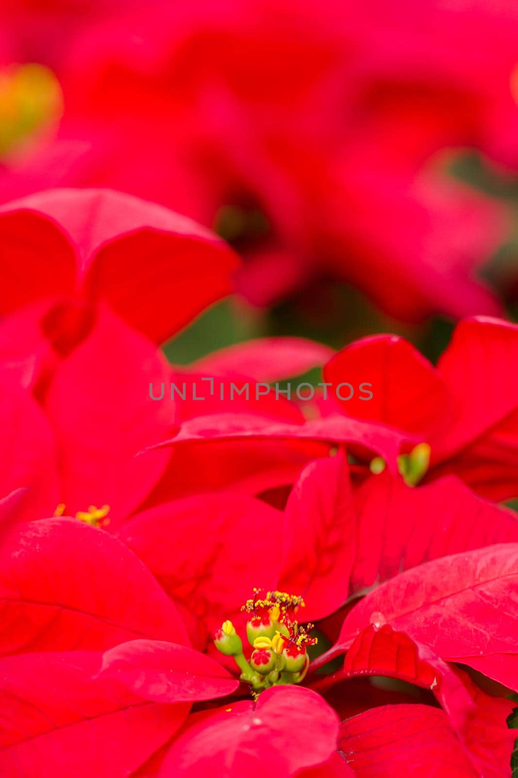 Poinsettias by arinahabich