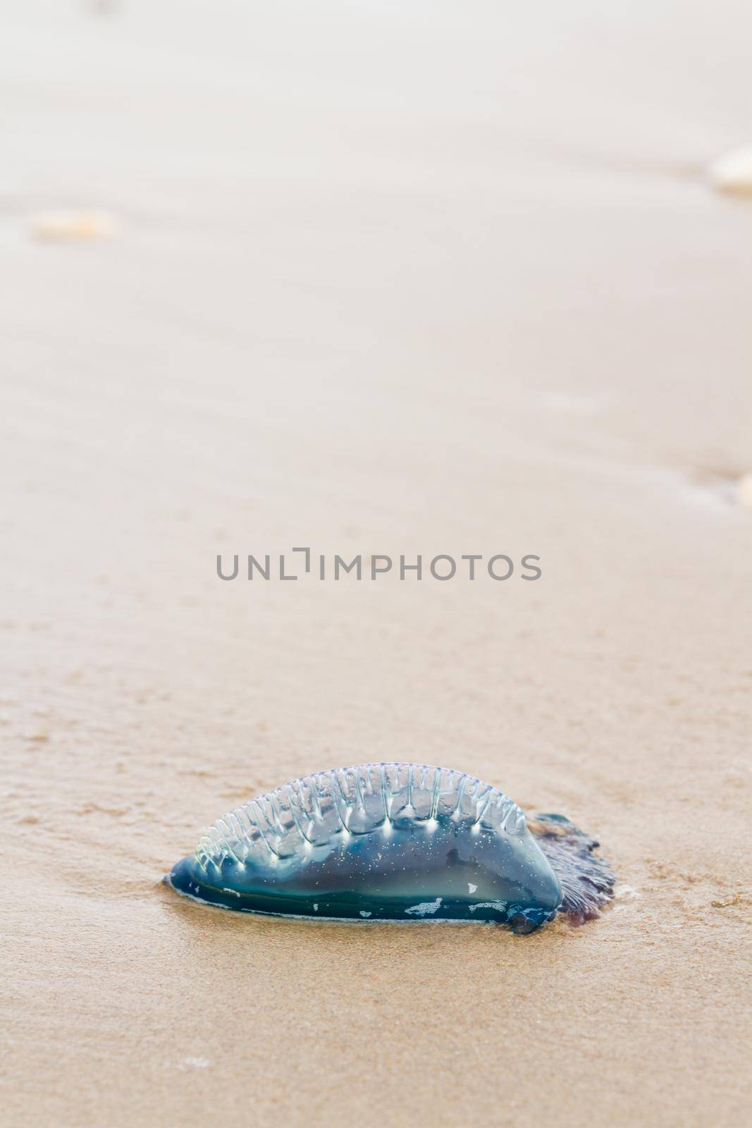 Portuguese Man O War Jellyfish on the beach of South padre, TX.