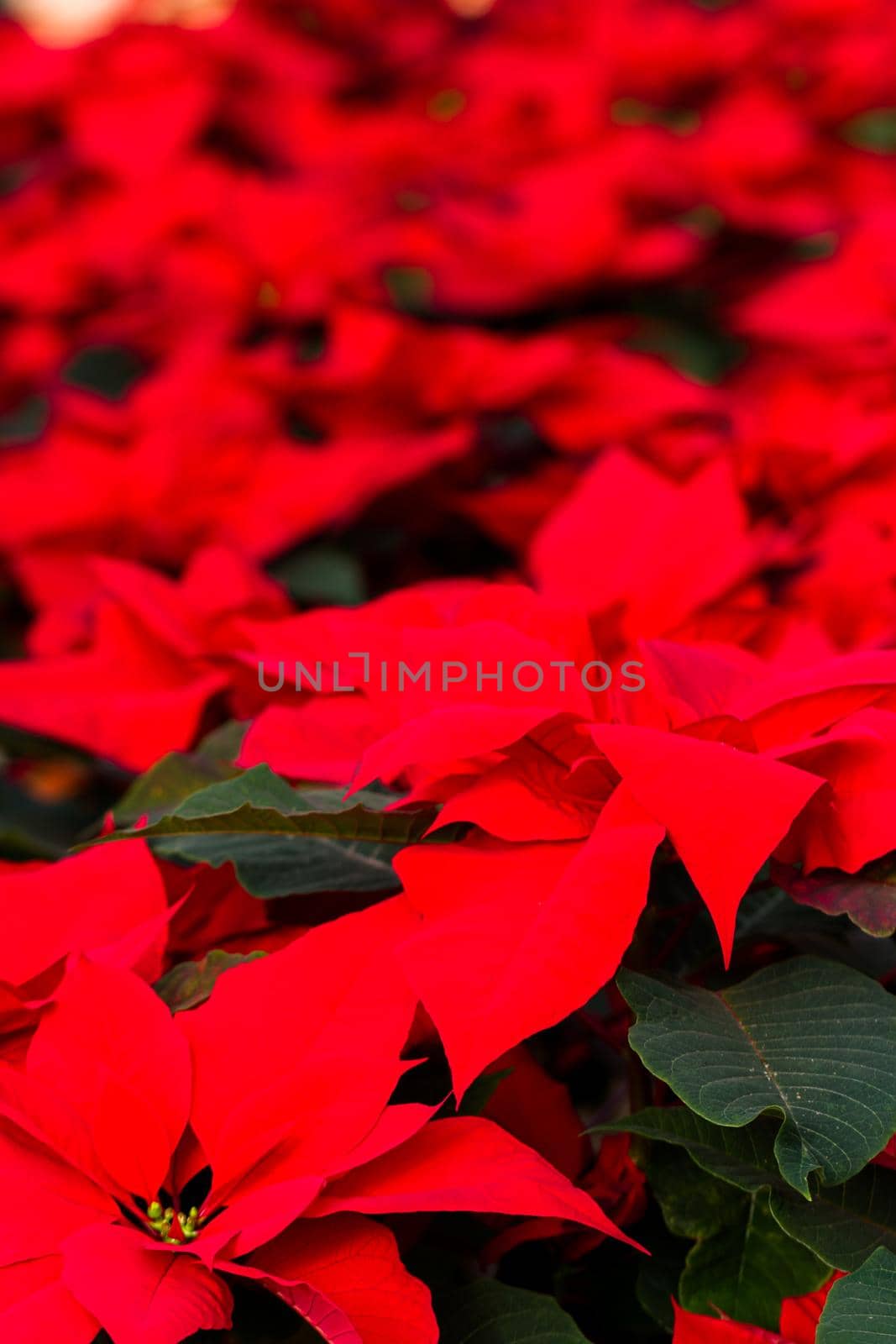 Bright poinsettias for the Christmas/holiday season.