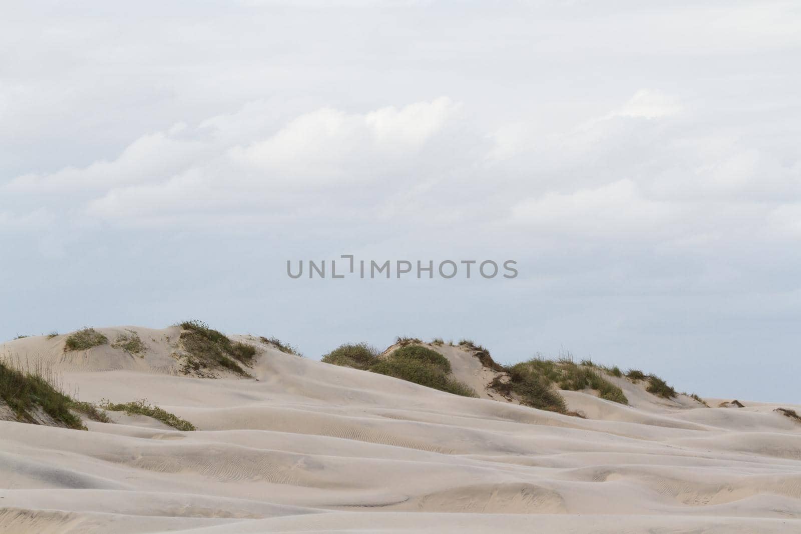 Coastal dunes of South Padre Island, TX.