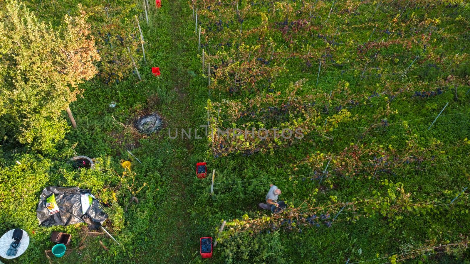 Grape harvesting in Arda Valley, Piacenza, Italy