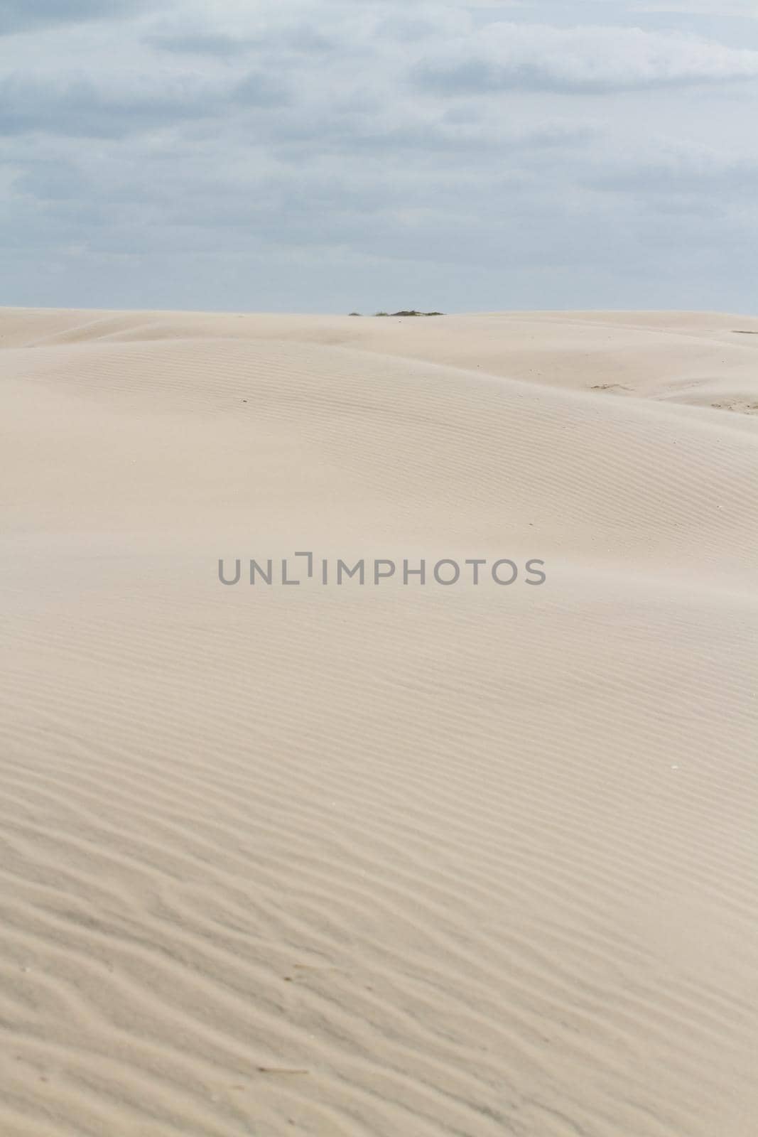 Coastal dunes of South Padre Island, TX.