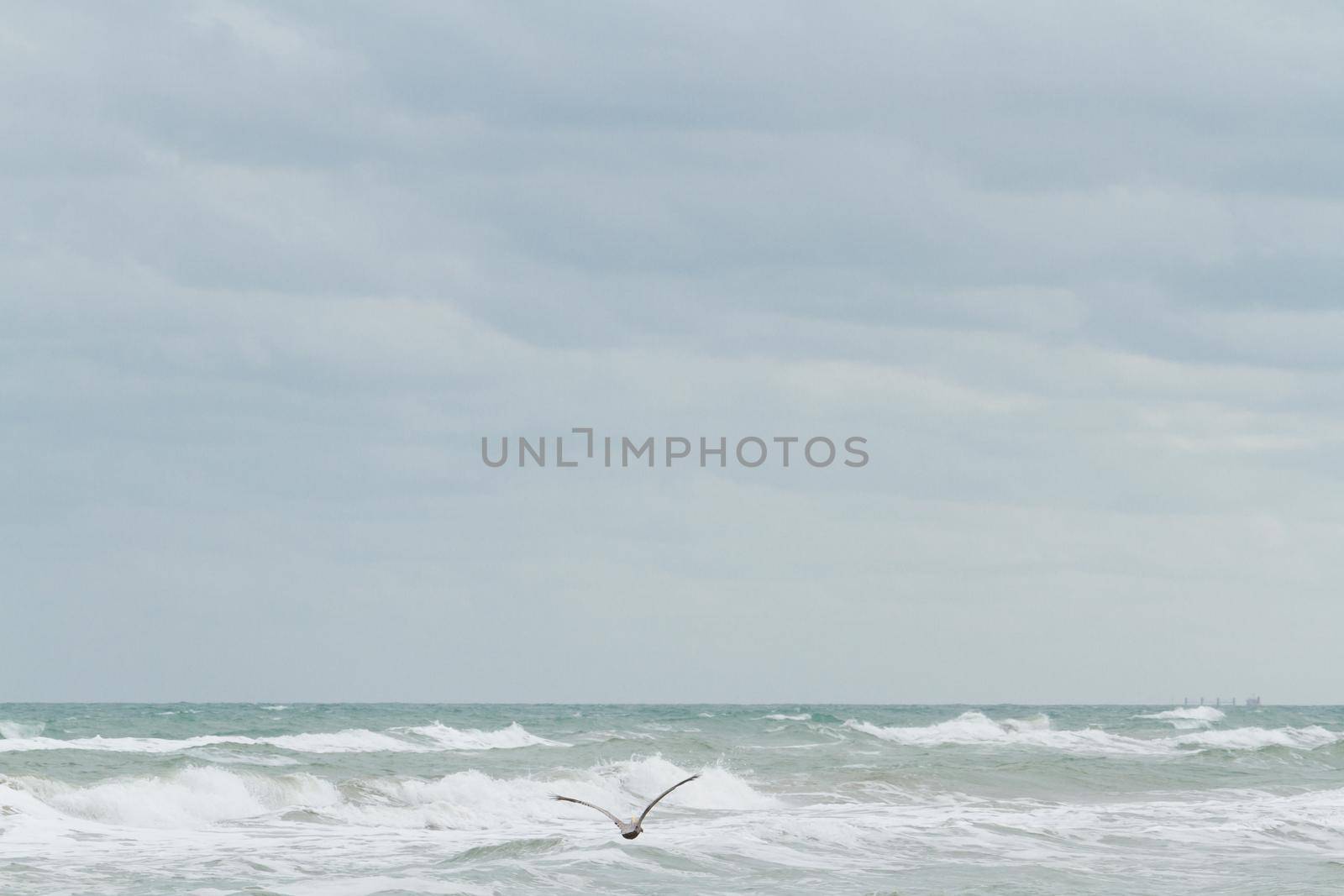 Brown pelicans near the shore of South Padre island, TX.