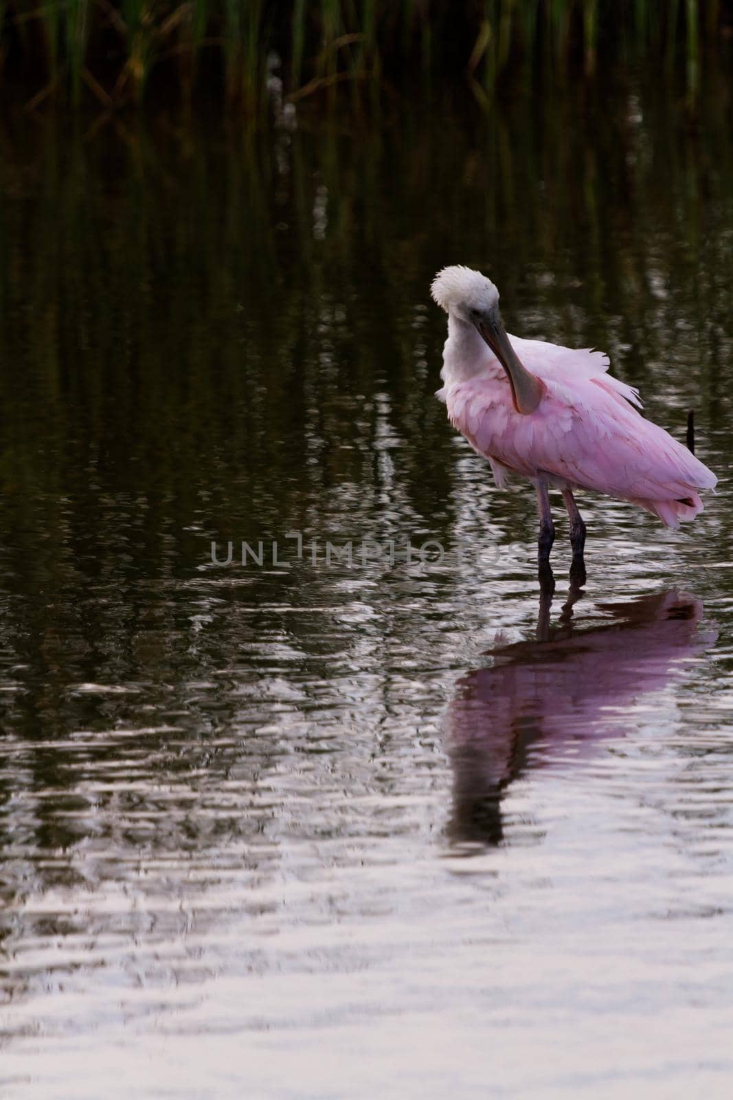 Roseate spoonhill in natural habitat on South Padre Island, TX.