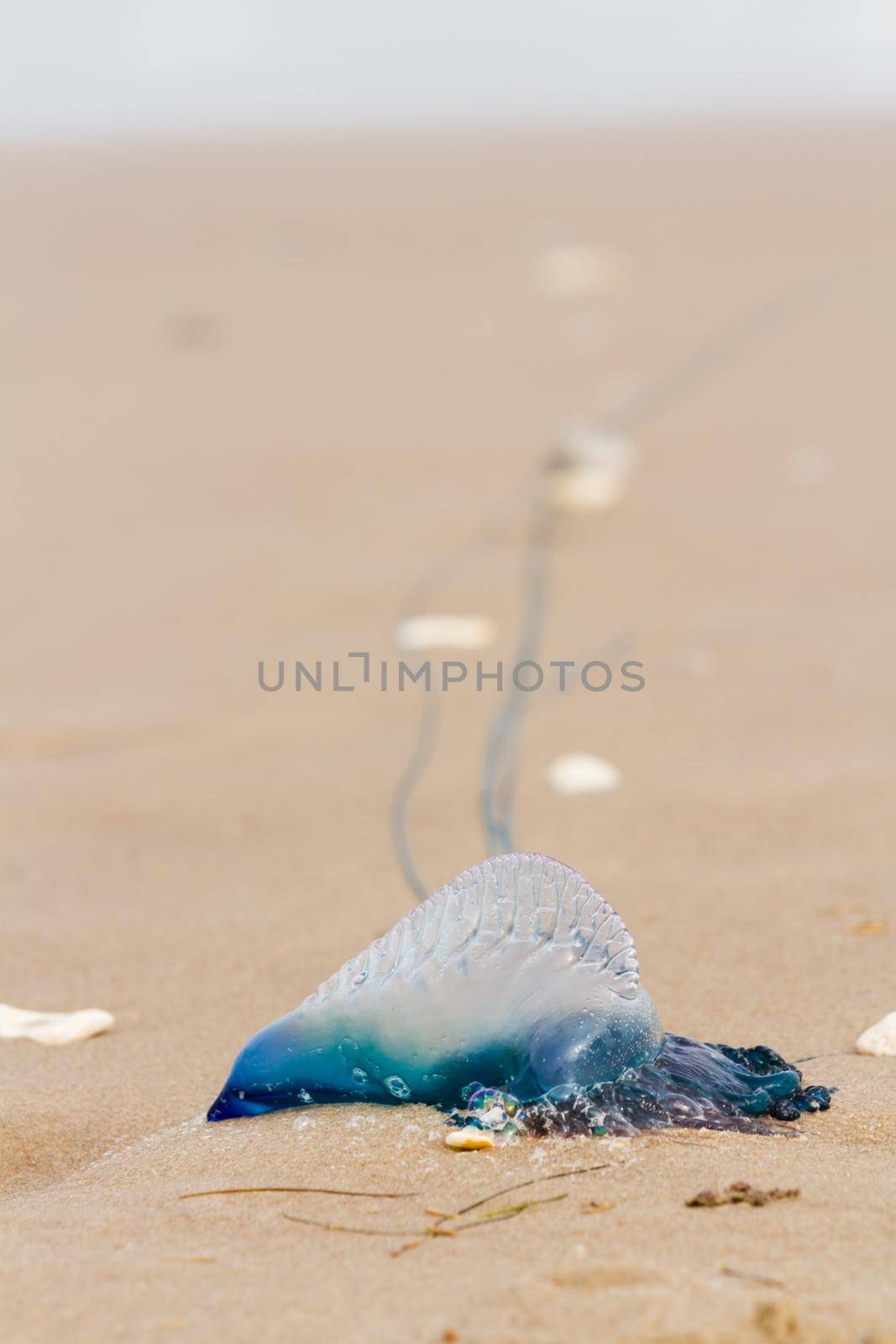 Portuguese Man O War Jellyfish on the beach of South padre, TX.