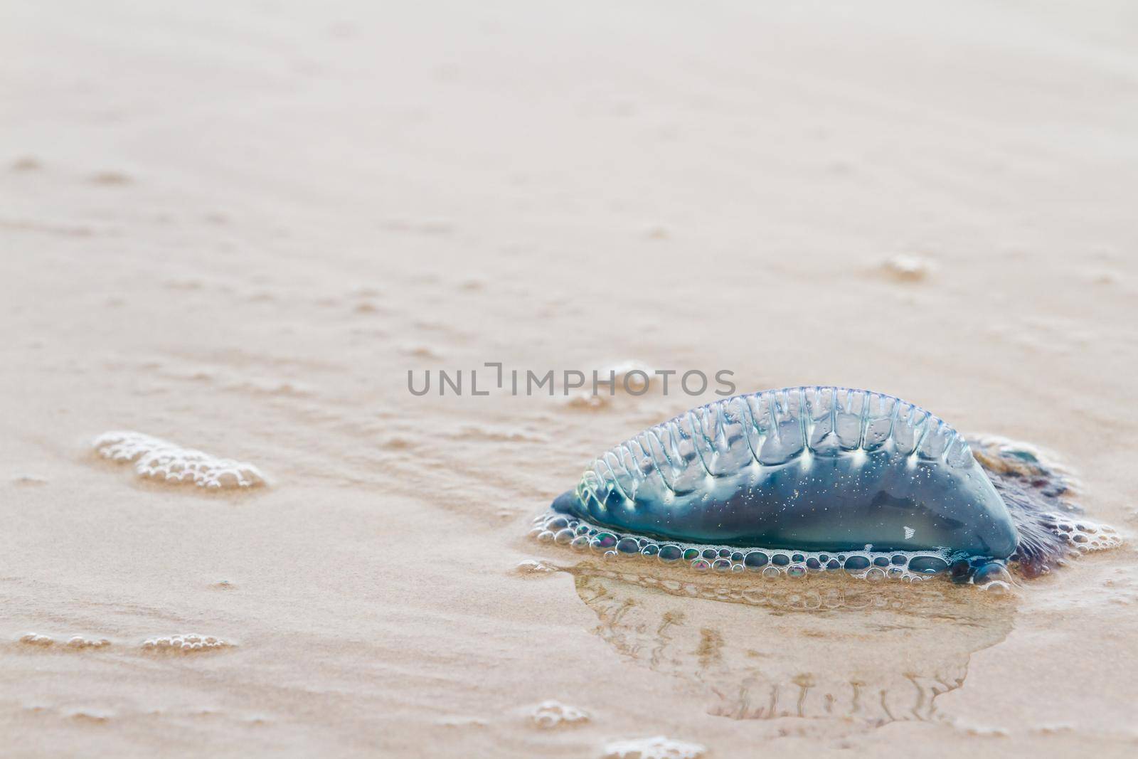 Portuguese Man O War Jellyfish on the beach of South padre, TX.