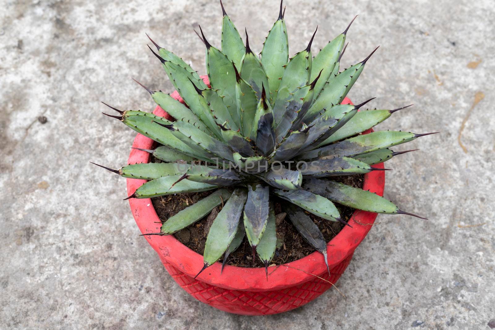 Agave macroacantha root rot closeup view