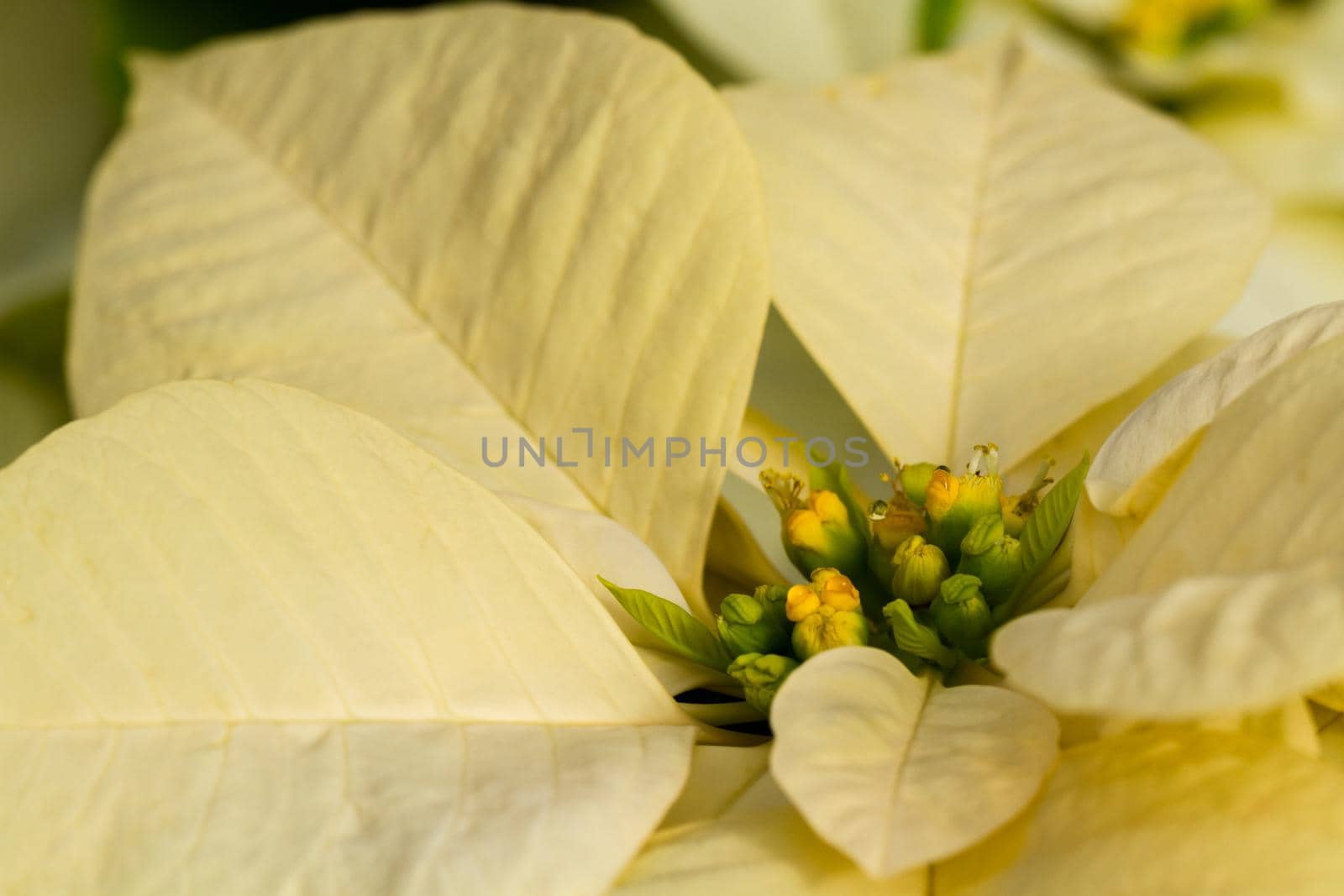 Bright poinsettias for the Christmas/holiday season.