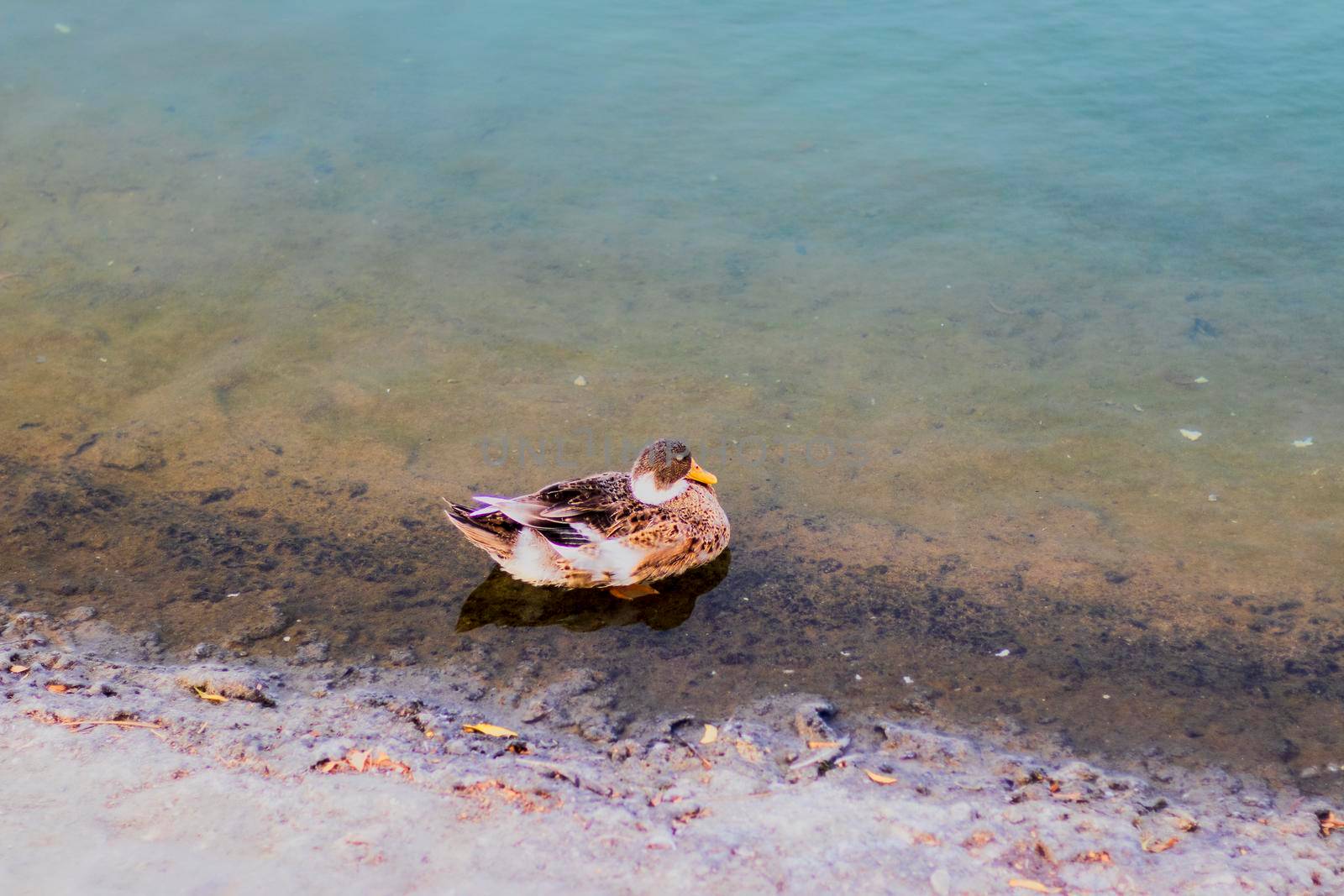 Duck swimming in the pond.