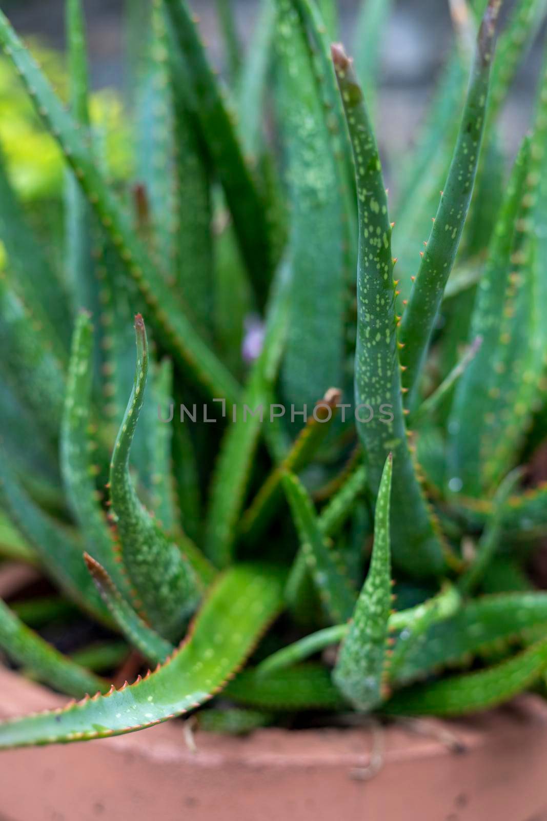 Aloe vera narrow leaf plant closeup view with blur background by Bilalphotos