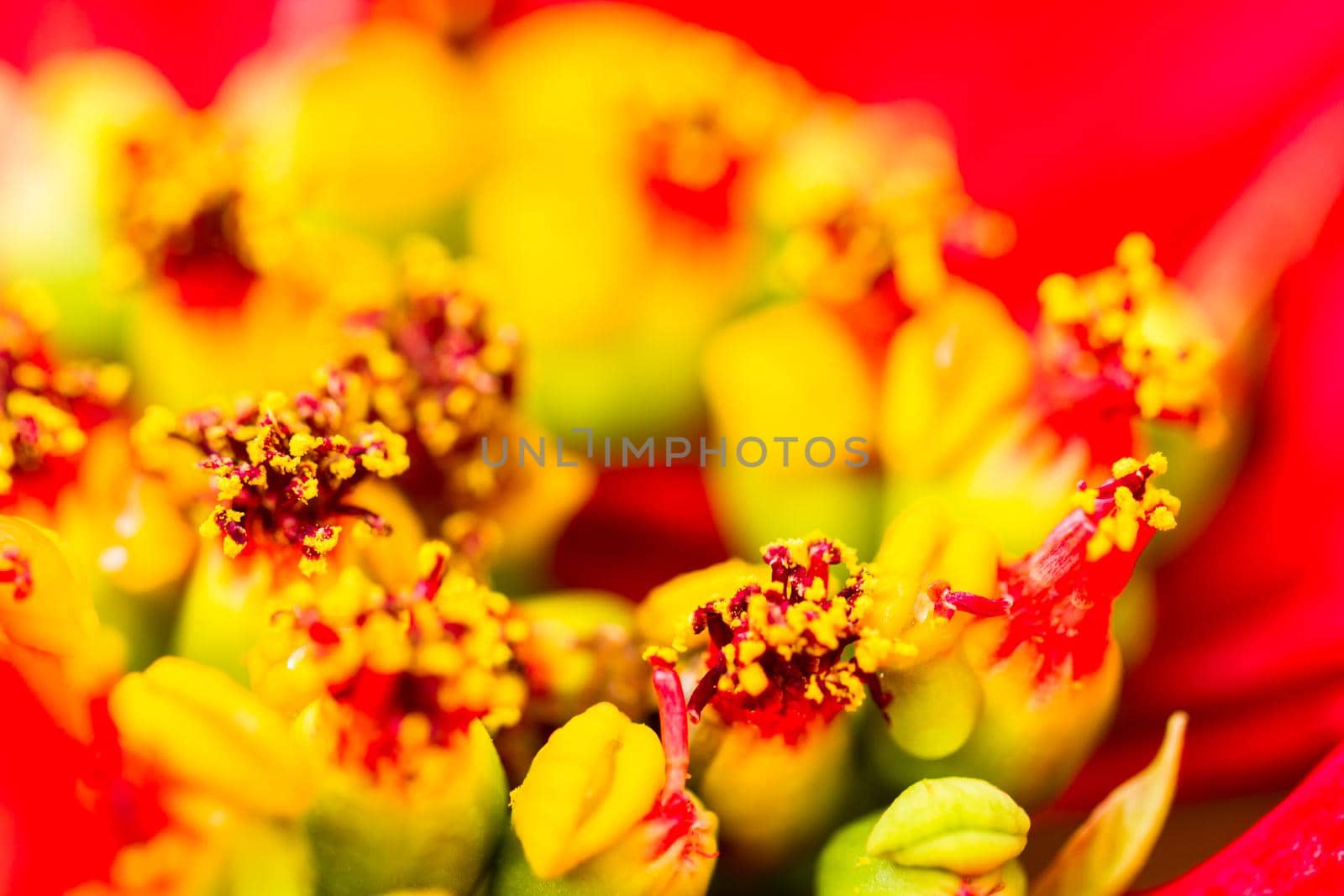 Bright poinsettias for the Christmas/holiday season.