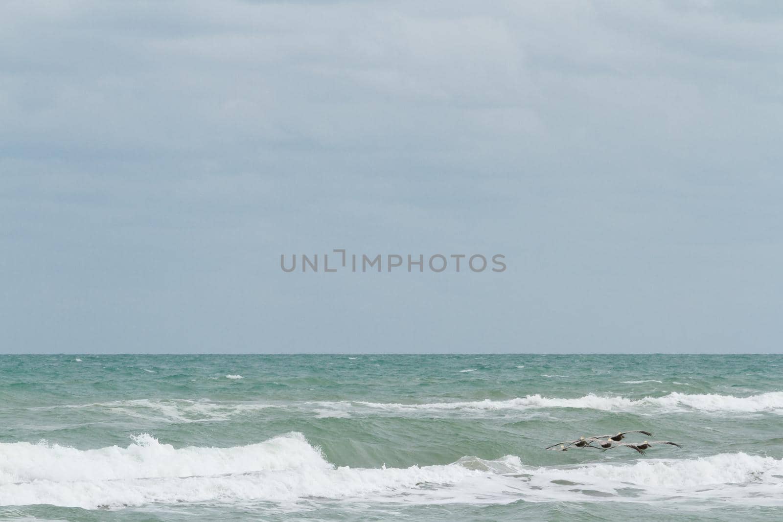 Brown pelicans near the shore of South Padre island, TX.