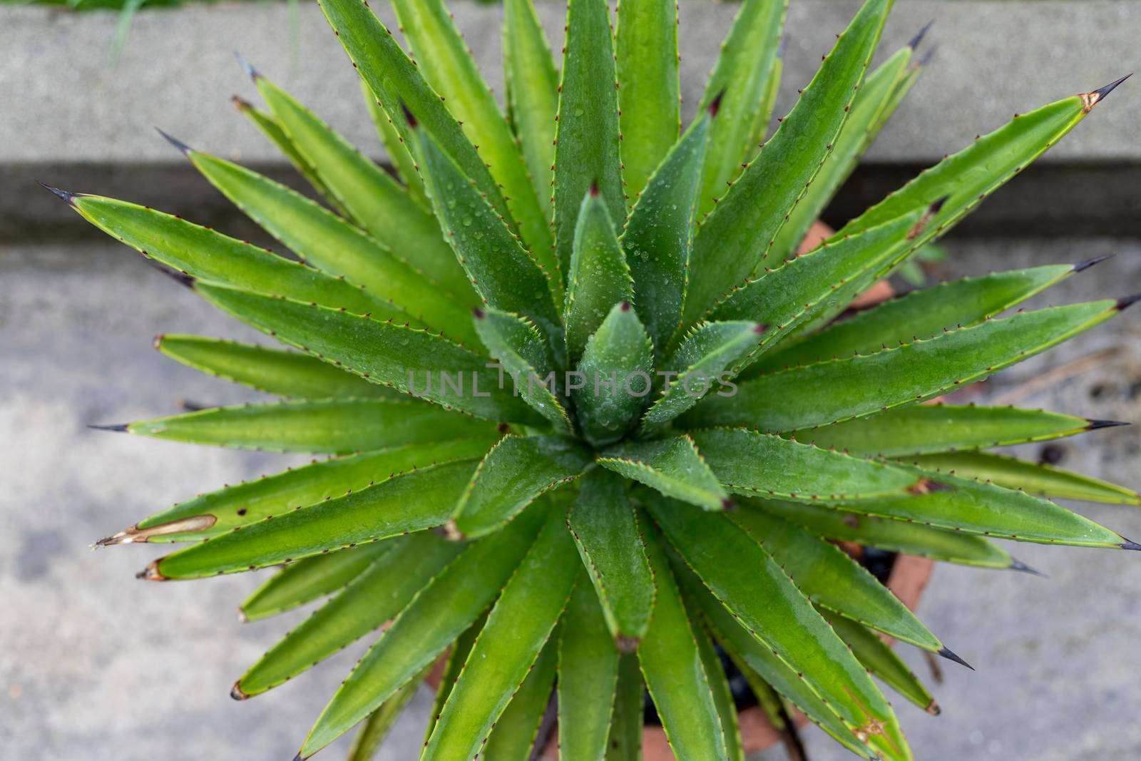 Agave beautiful plant top view