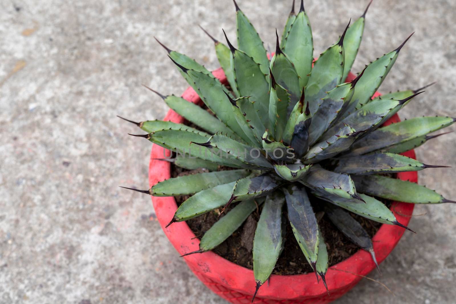 Root rot agave plant from fungal and bacterial diseases attack