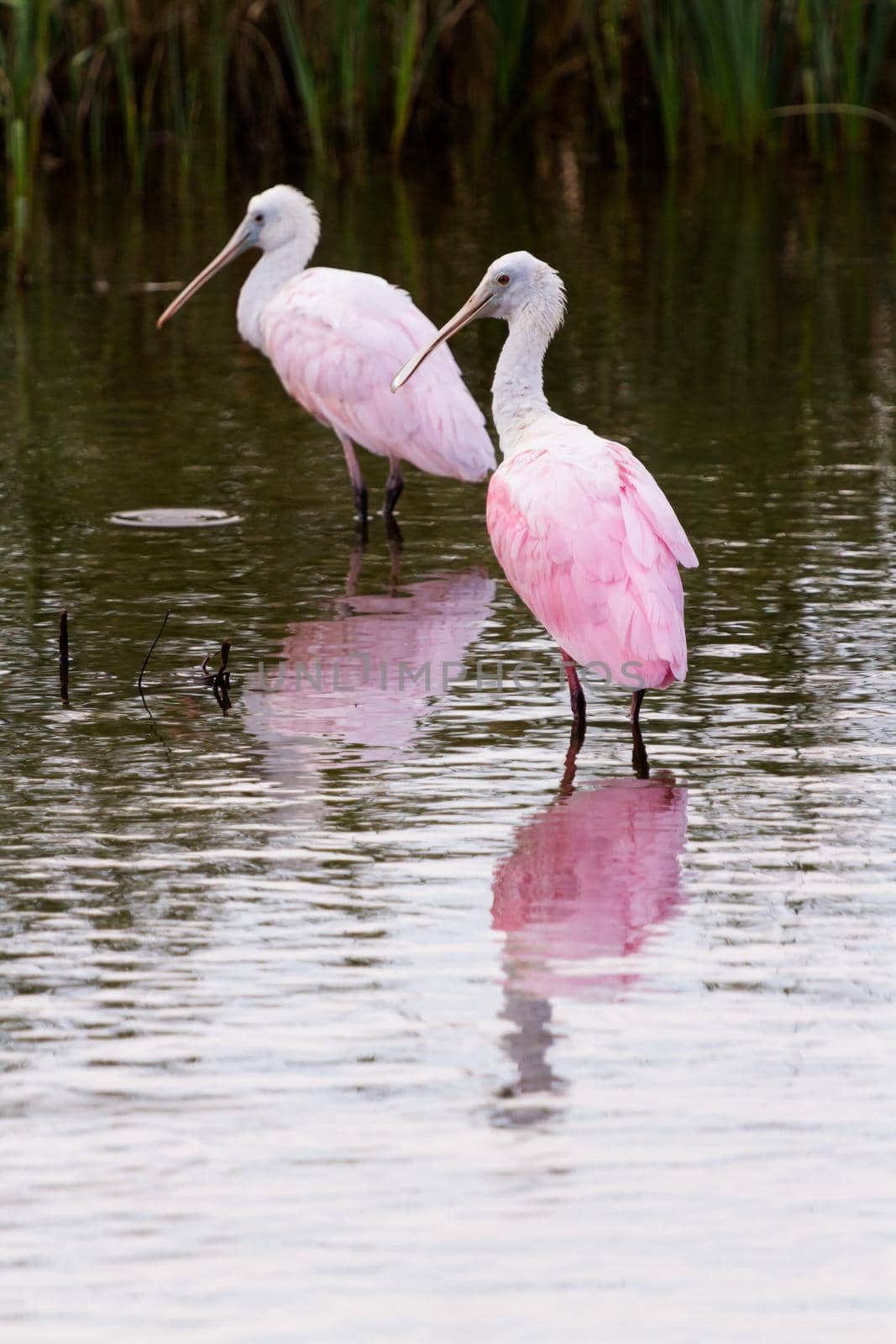 Roseate spoonhill by arinahabich