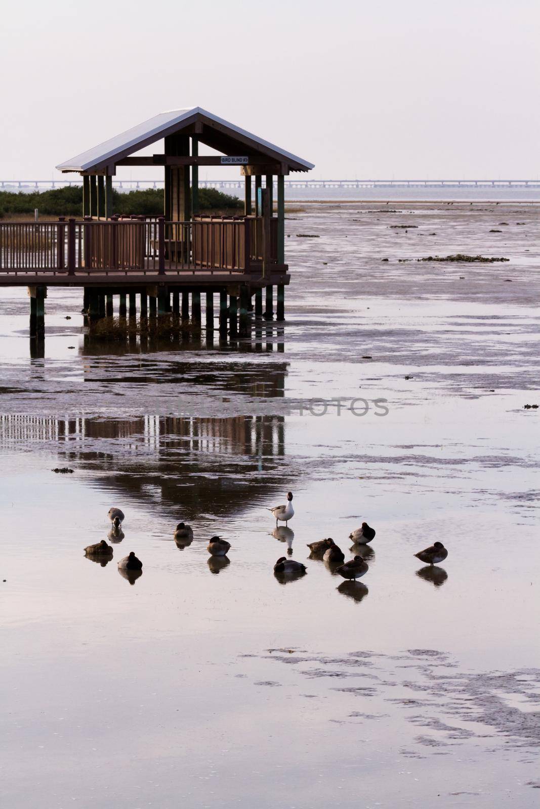 Bird blind on South Padre Island, TX.