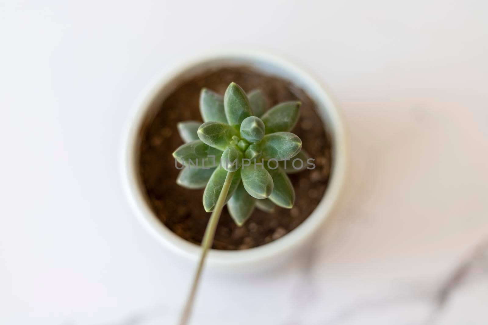 Pachyphytum Compactum beautiful succulent plant high angle view with selective focus by Bilalphotos