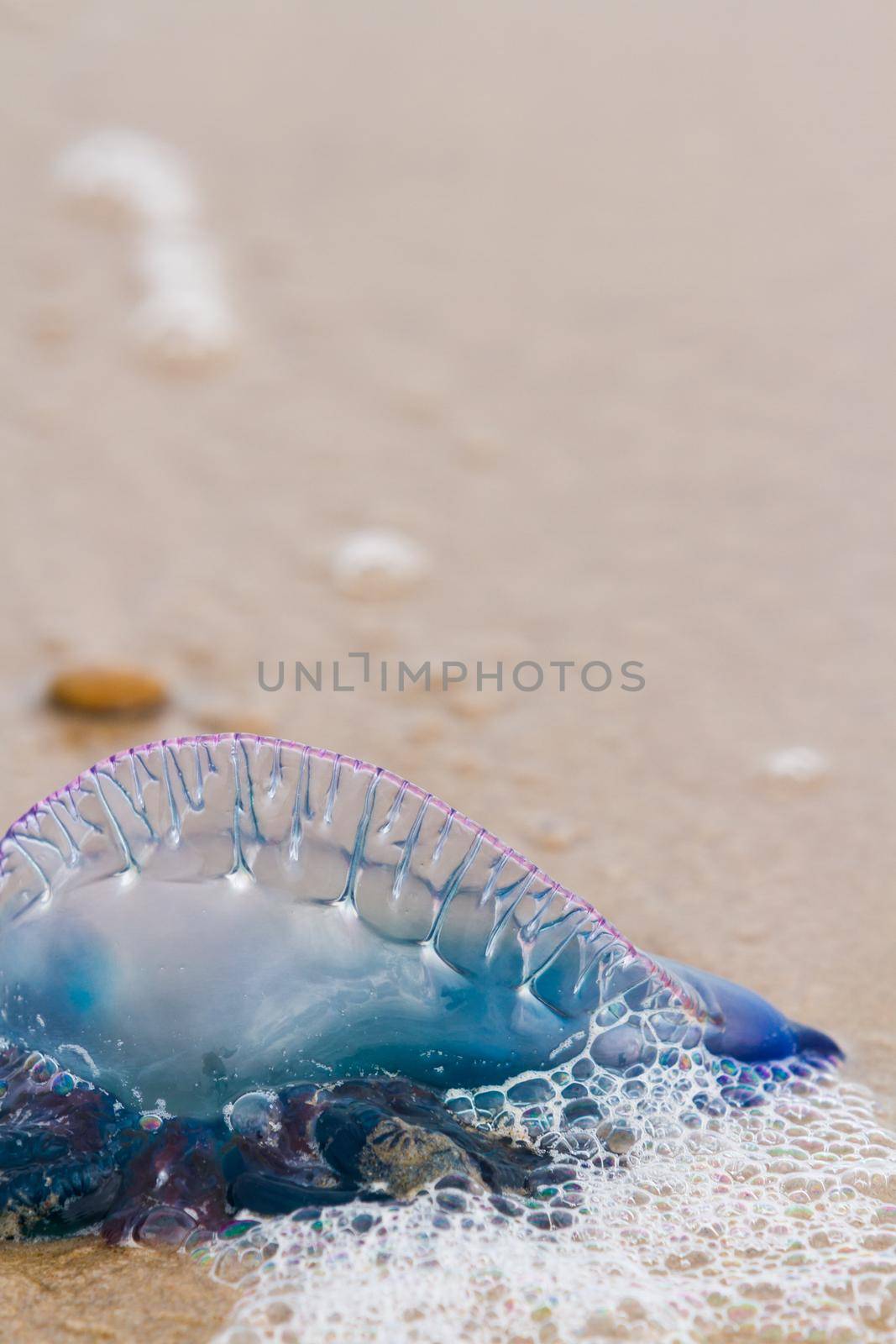 Portuguese Man O War Jellyfish on the beach of South padre, TX.