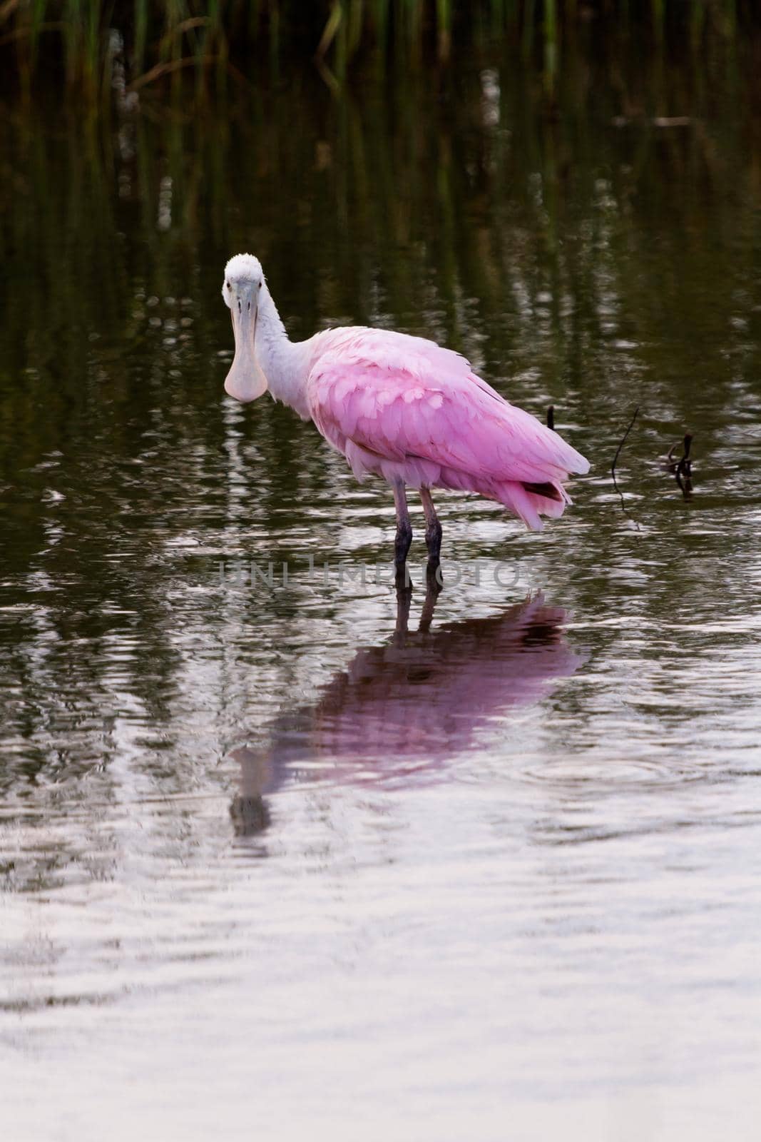 Roseate spoonhill in natural habitat on South Padre Island, TX.