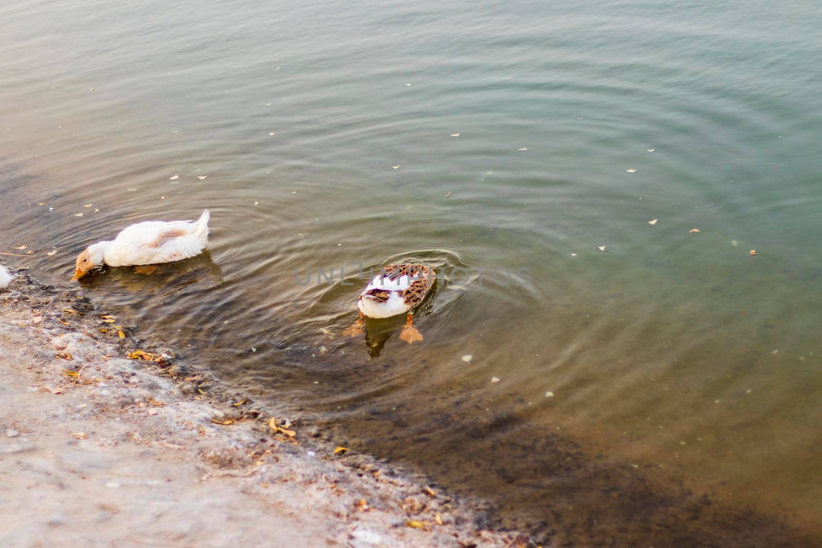 Ducks swimming in the pond.