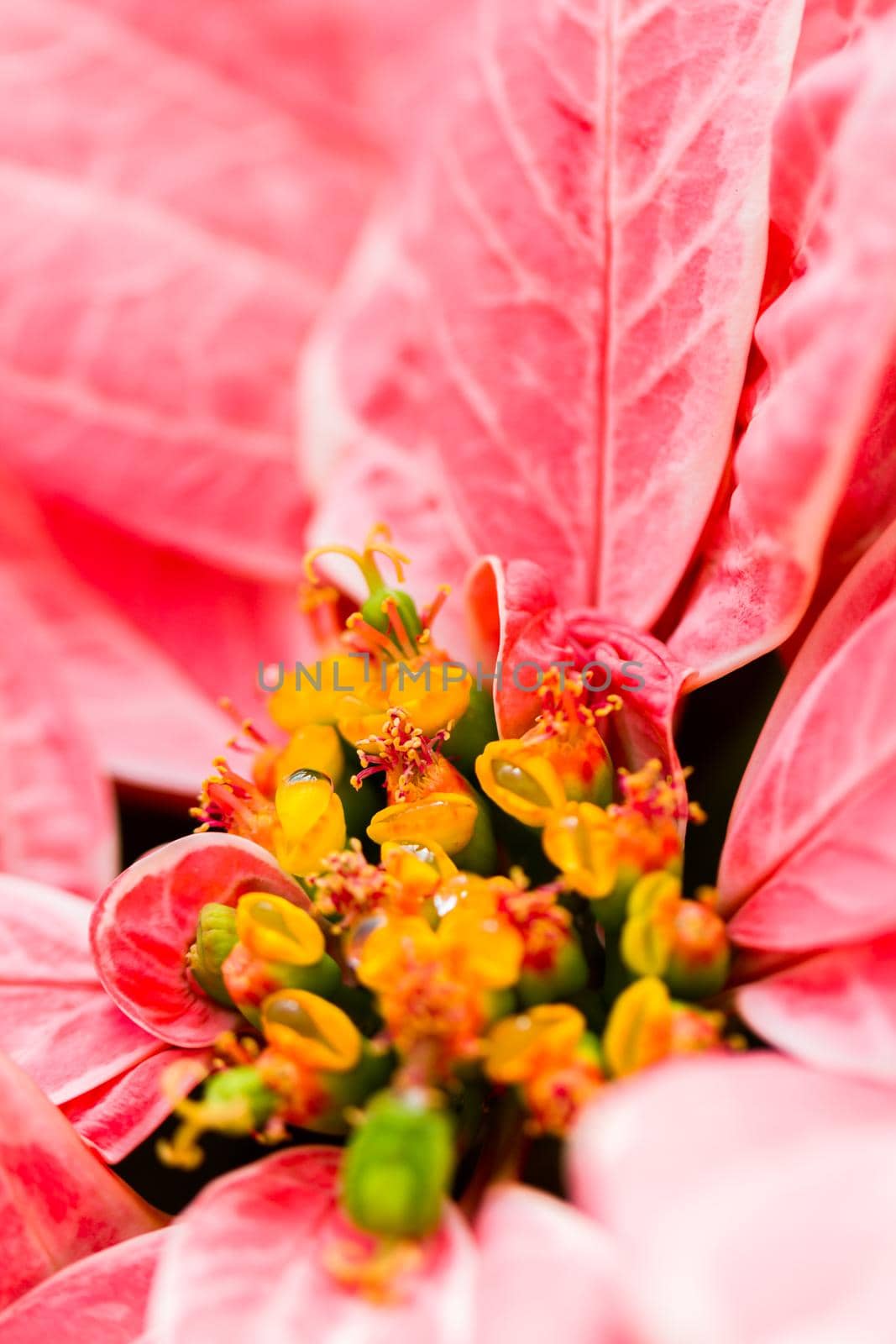 Bright poinsettias for the Christmas/holiday season.