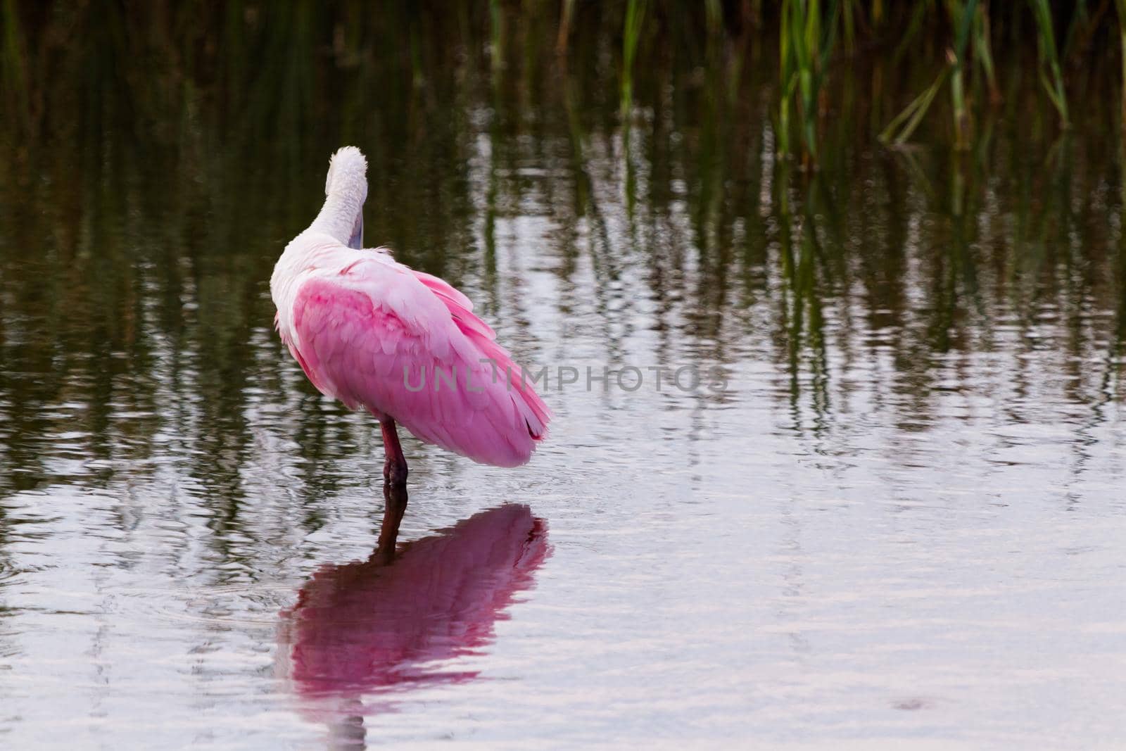 Roseate spoonhill in natural habitat on South Padre Island, TX.