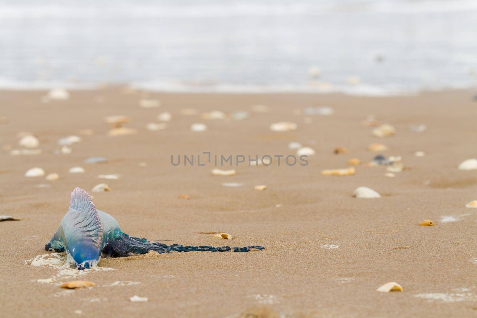 Portuguese Man O War Jellyfish on the beach of South Padre Island, TX.