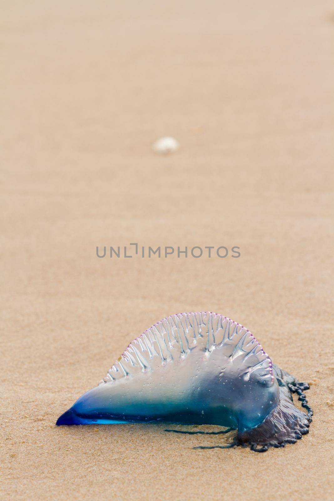 Portuguese Man O War Jellyfish on the beach of South padre, TX.