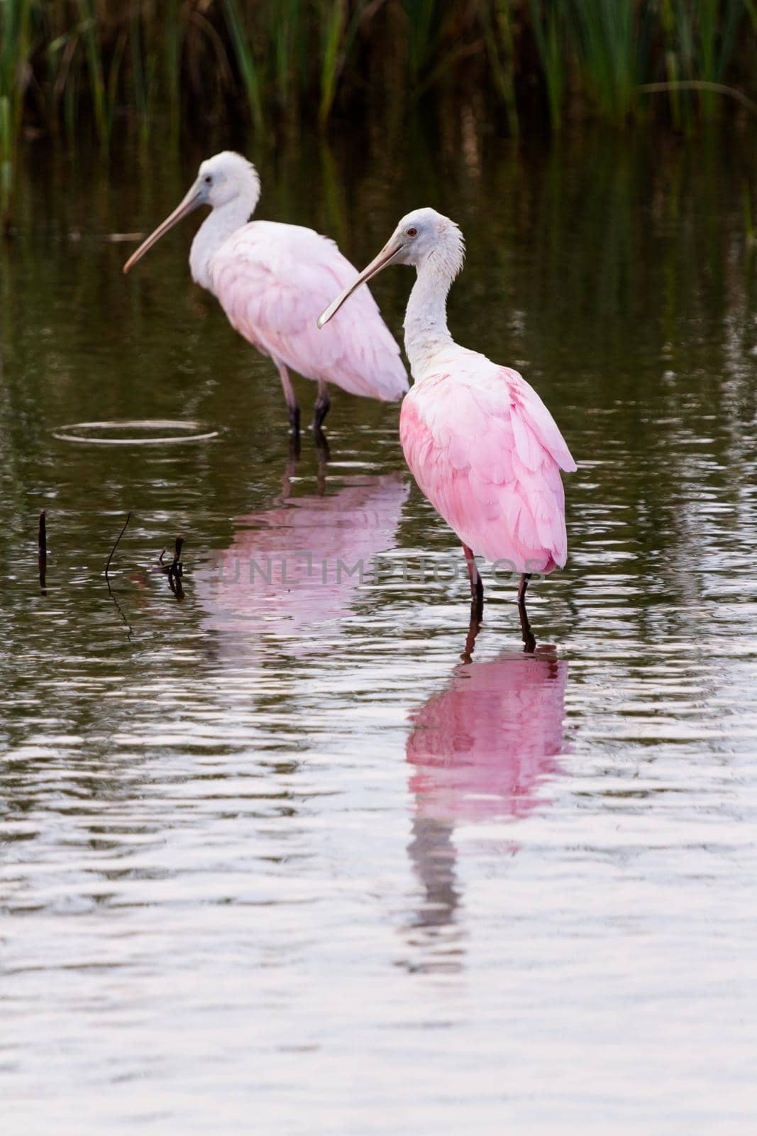 Roseate spoonhill in natural habitat on South Padre Island, TX.