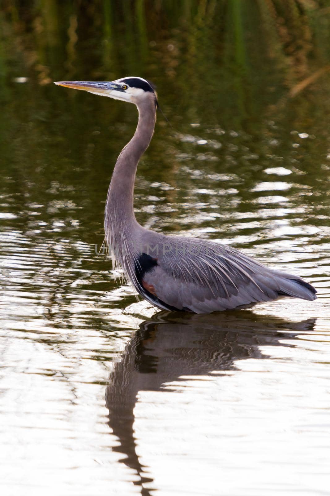 Great blue heron in natural habitat on South Padre Island, TX.