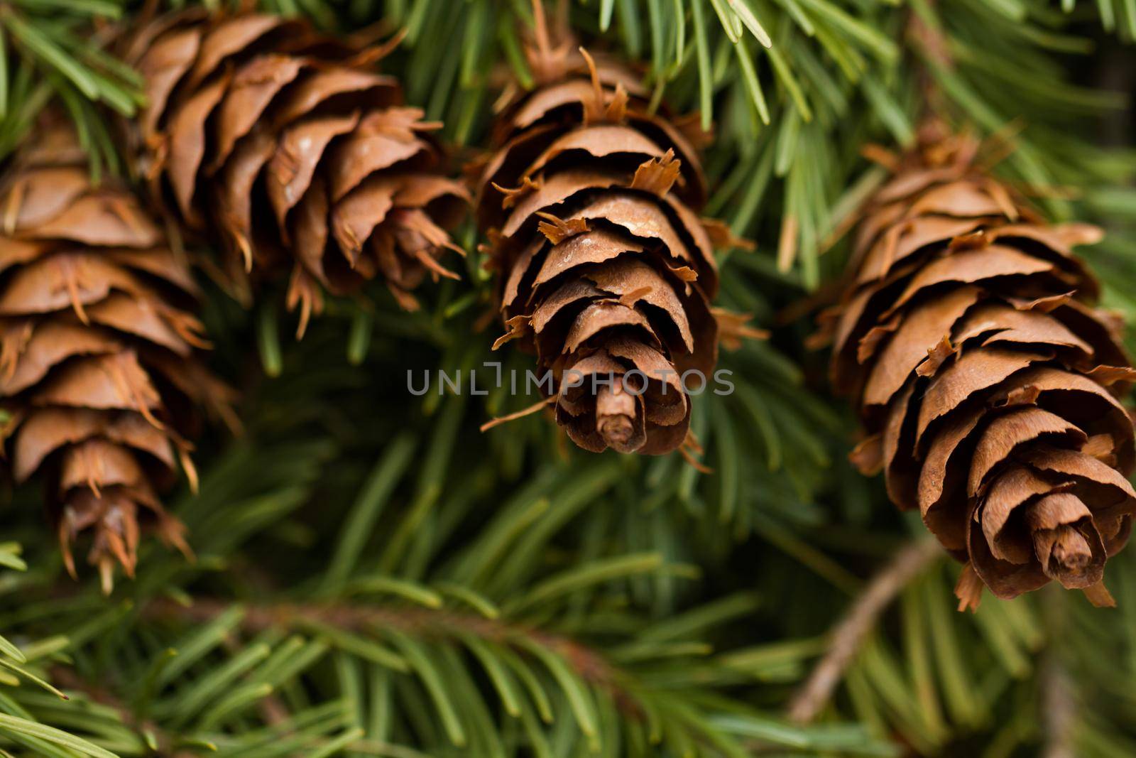 Pine cones on evergreen branches.